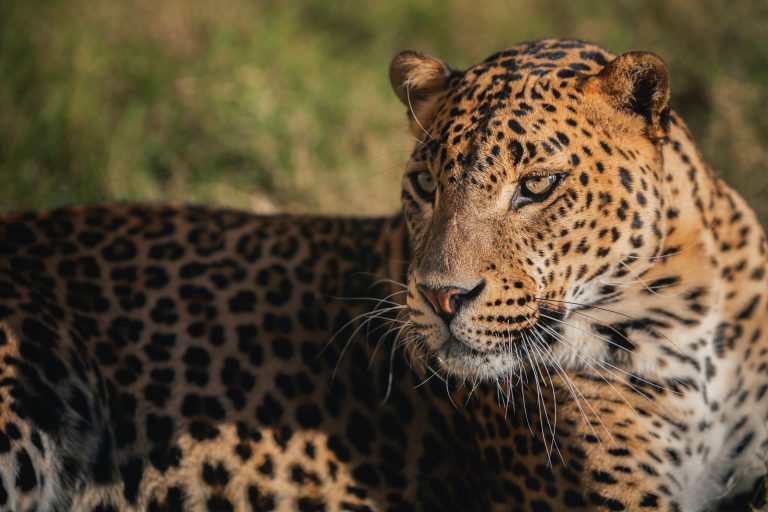 Cheetah Speed: The Science Behind the World’s Fastest Land Animal
