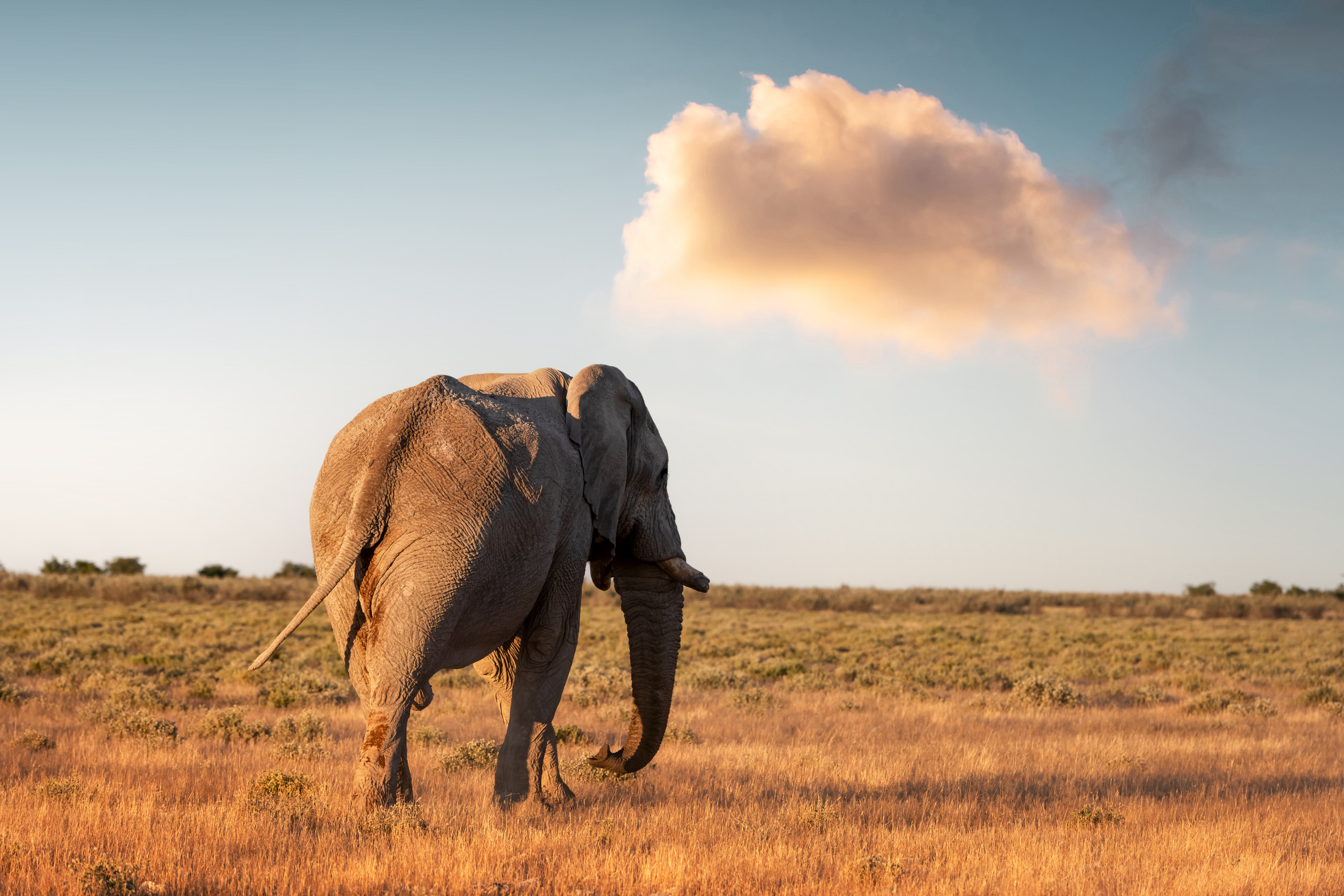 Elephant