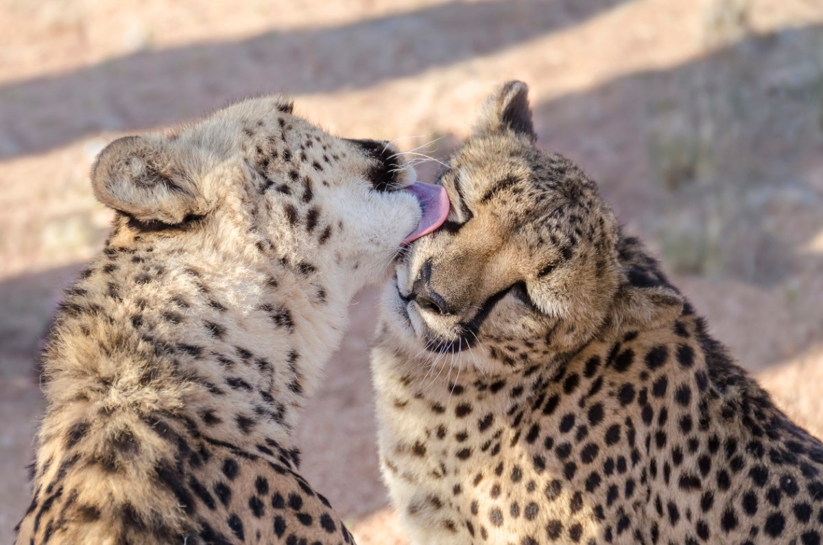 Cultural & Wildlife Fusion
