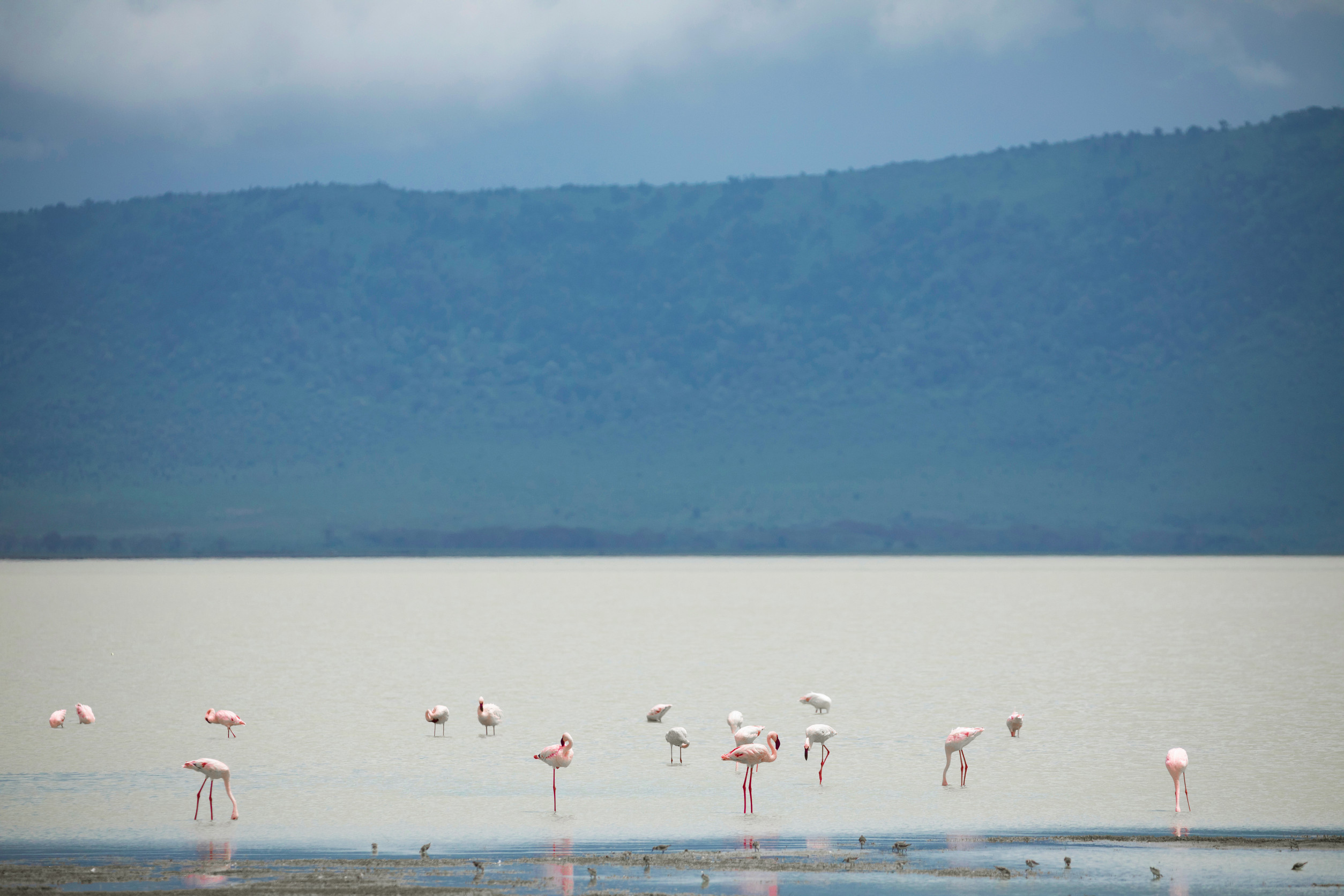 Flamingo