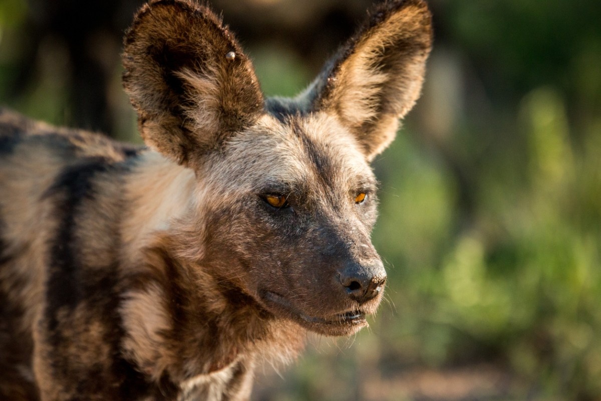 Wild Dog