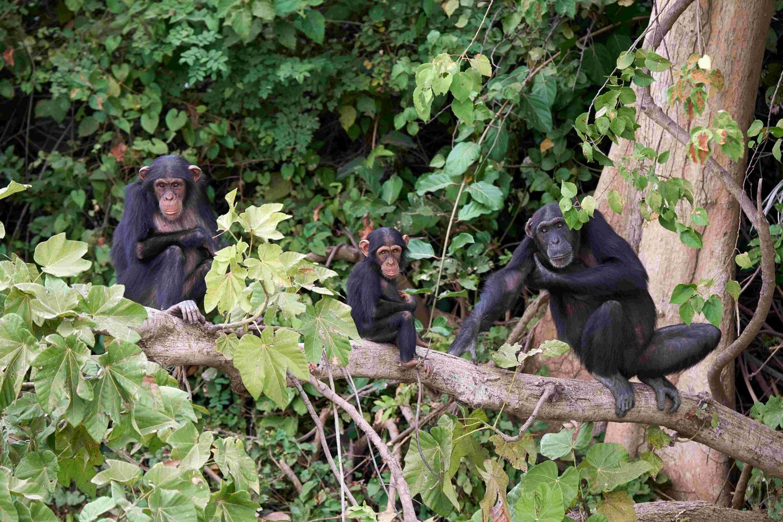 Chimpanzees in the forest canopy