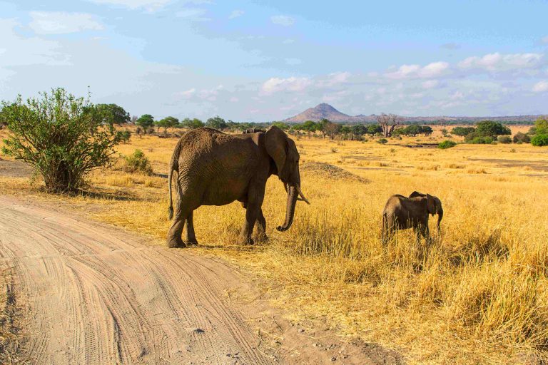 Elephant and calf walking in the savannah