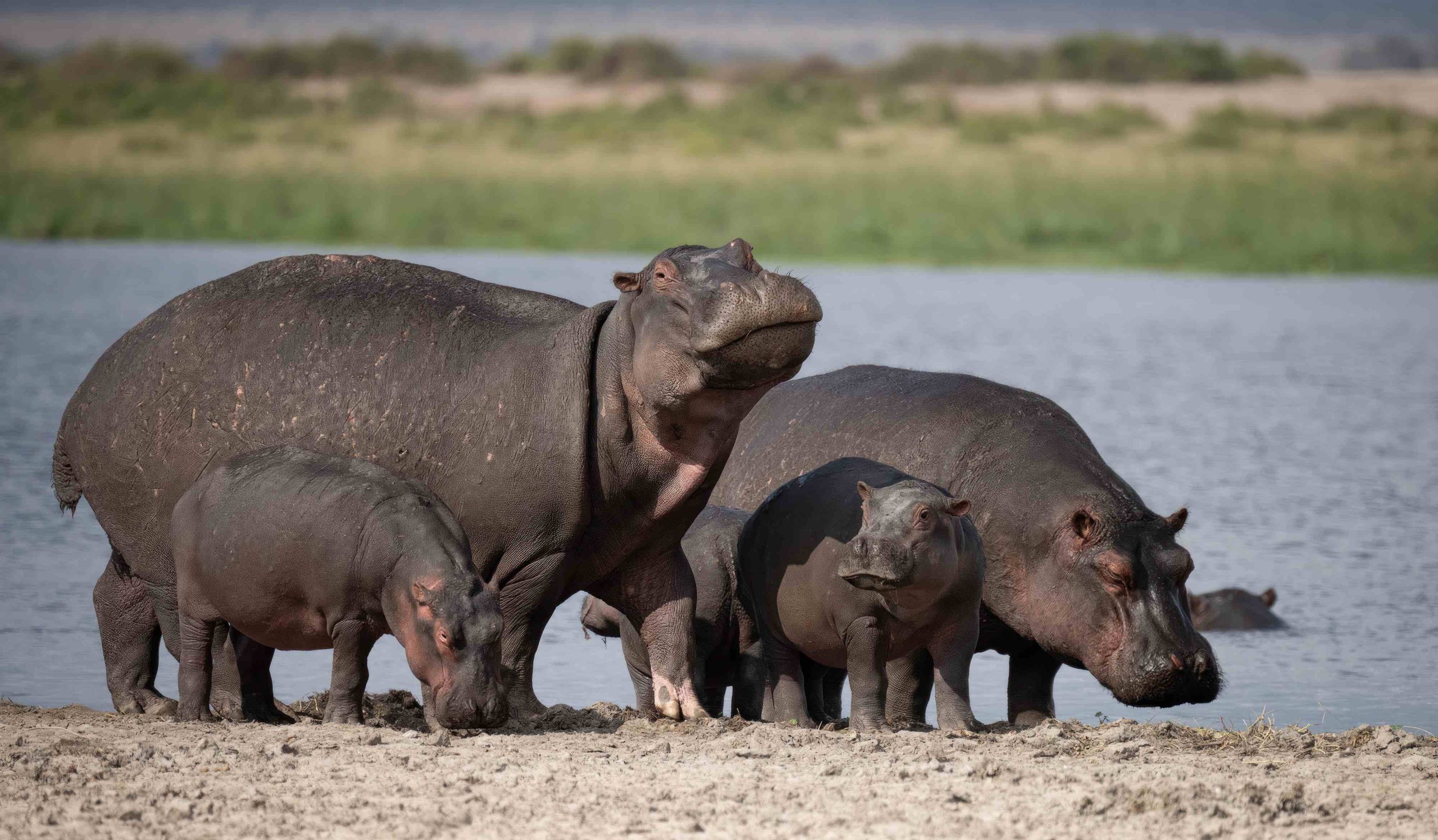 Hippo