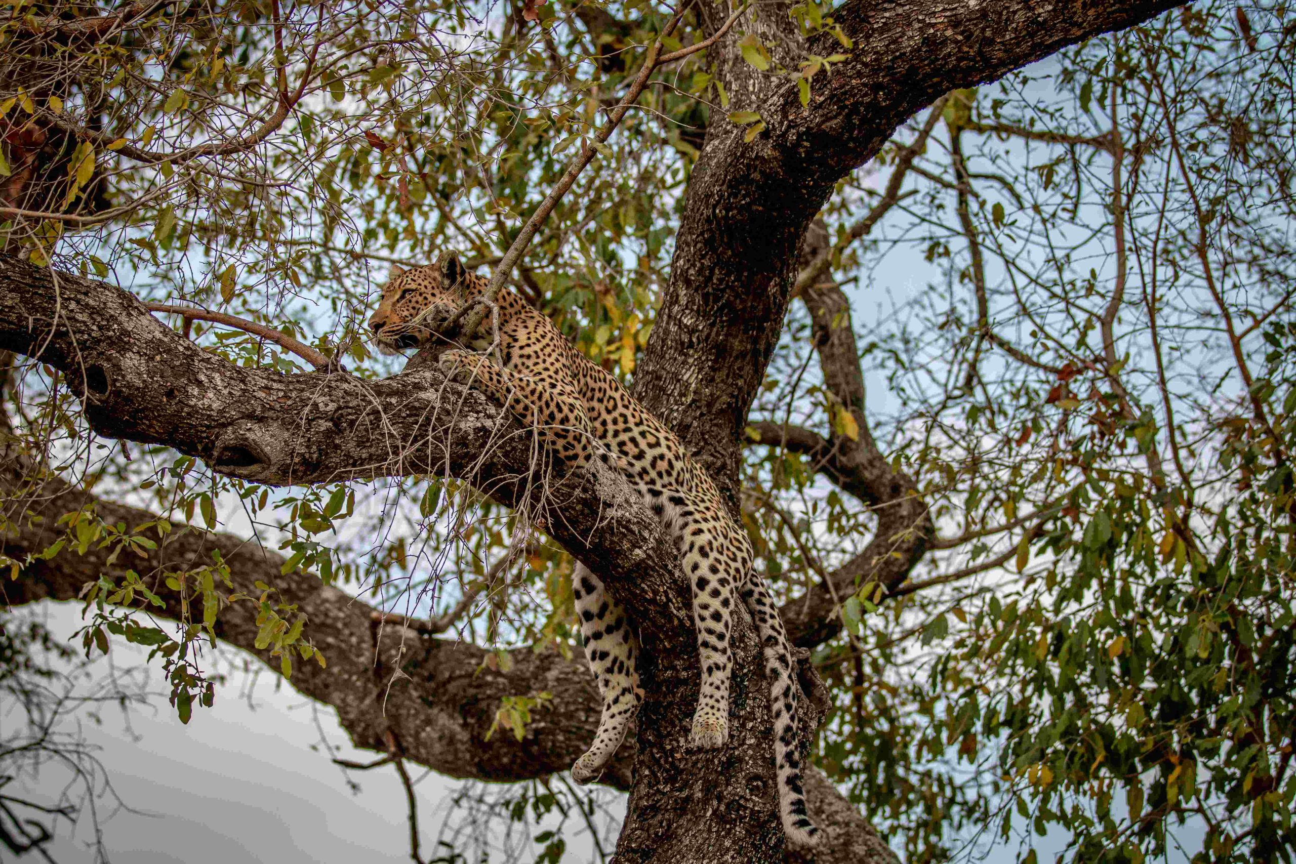 Leopard