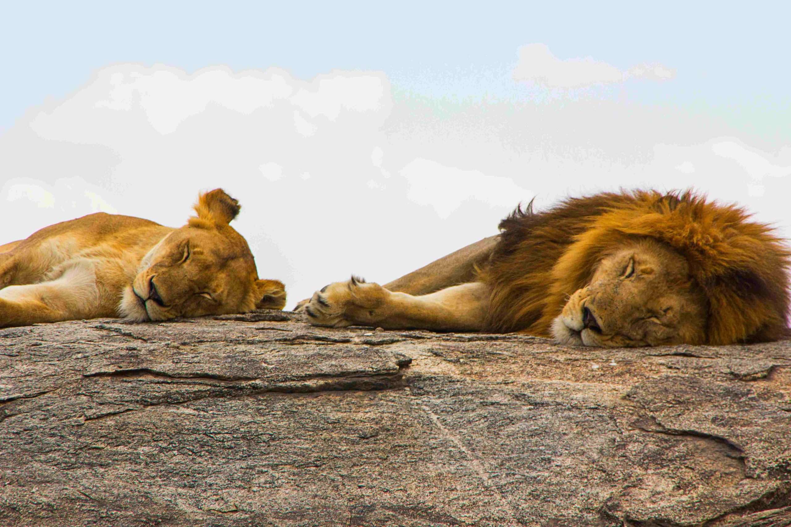 Lion