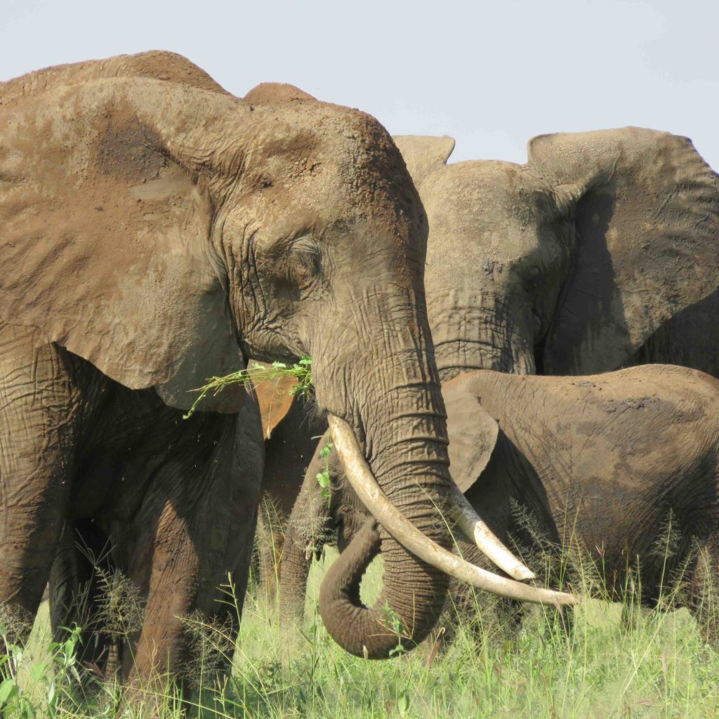 beautiful-shot-group-elephants-field_result-scaled.jpg