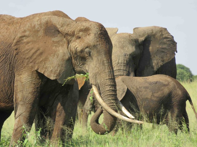 Botswana Luxury Safari: The World’s Most Exclusive Wildlife Destination