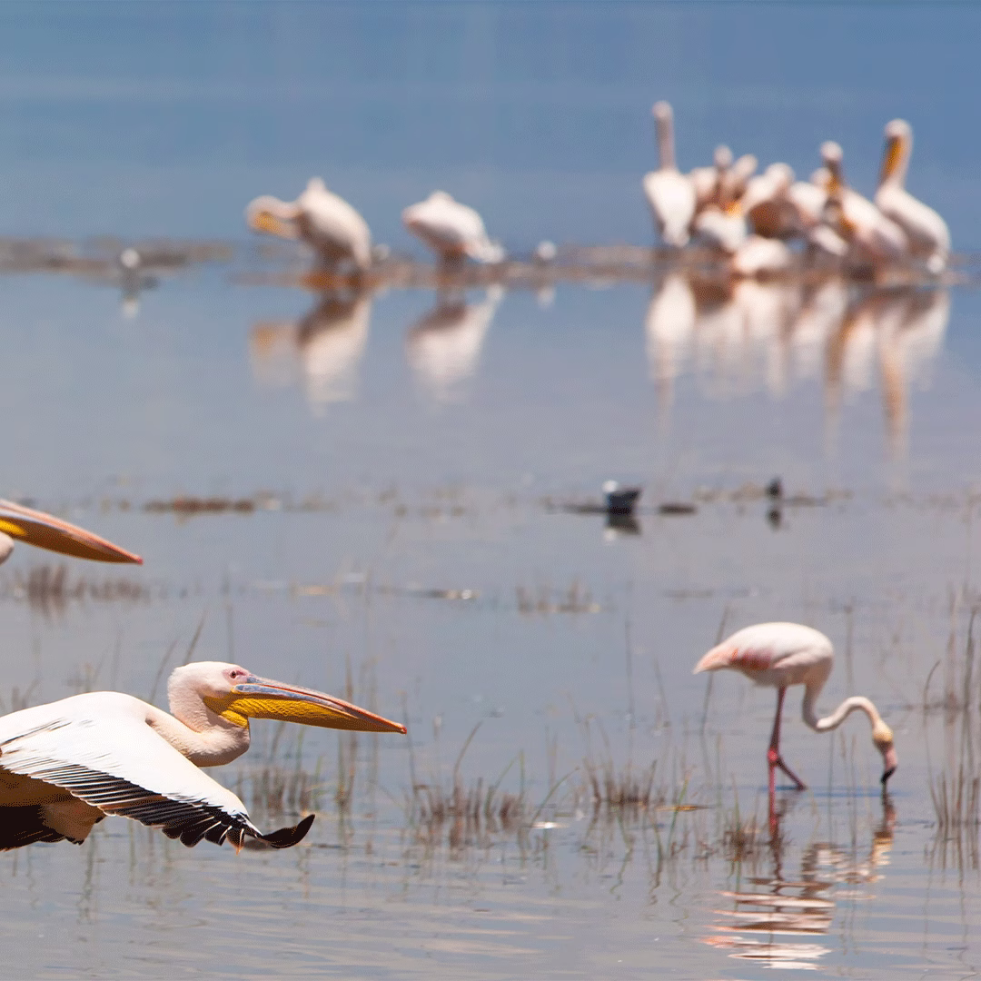 Lake Natron
