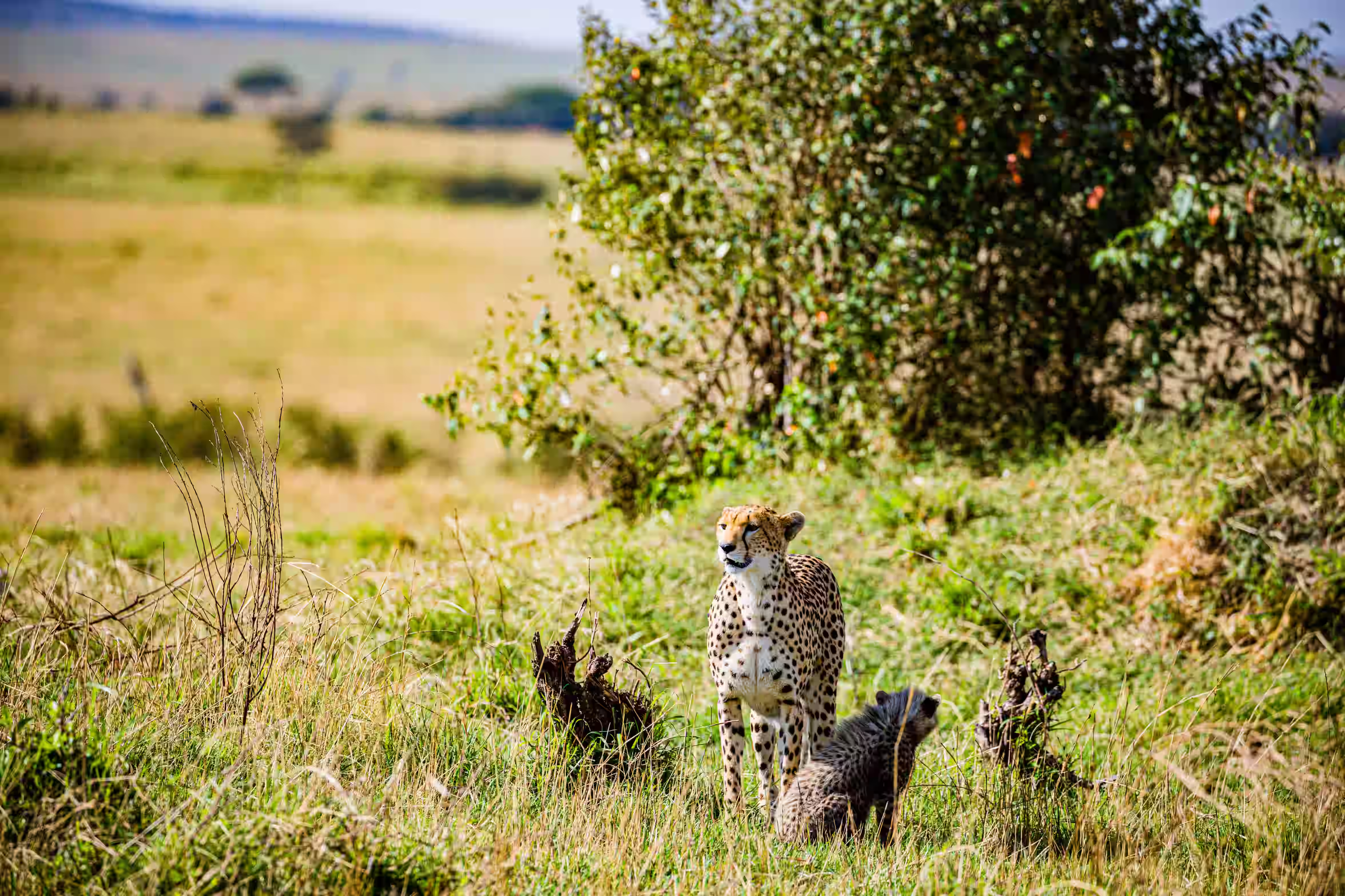 The Serengeti