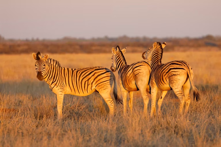 Zebras in late-afternoon light, Serengeti