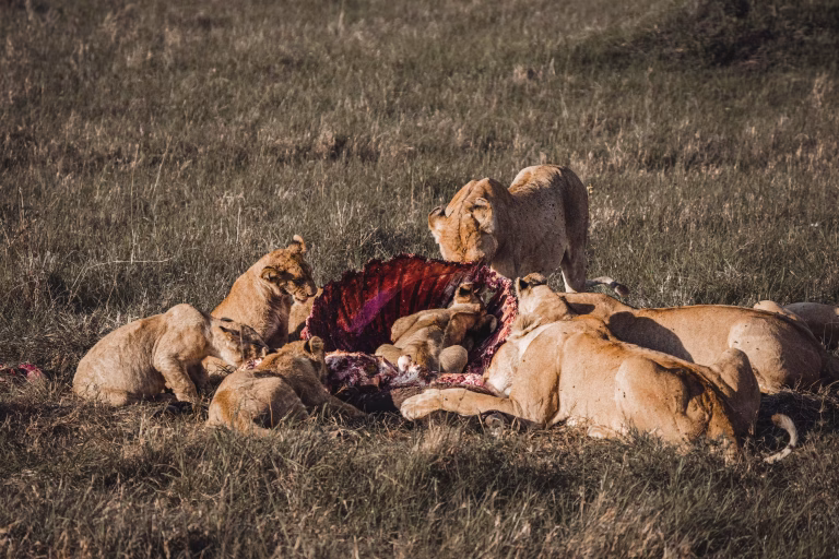 African Lion Safari: Understanding Predator-Prey Relationships in the Wild