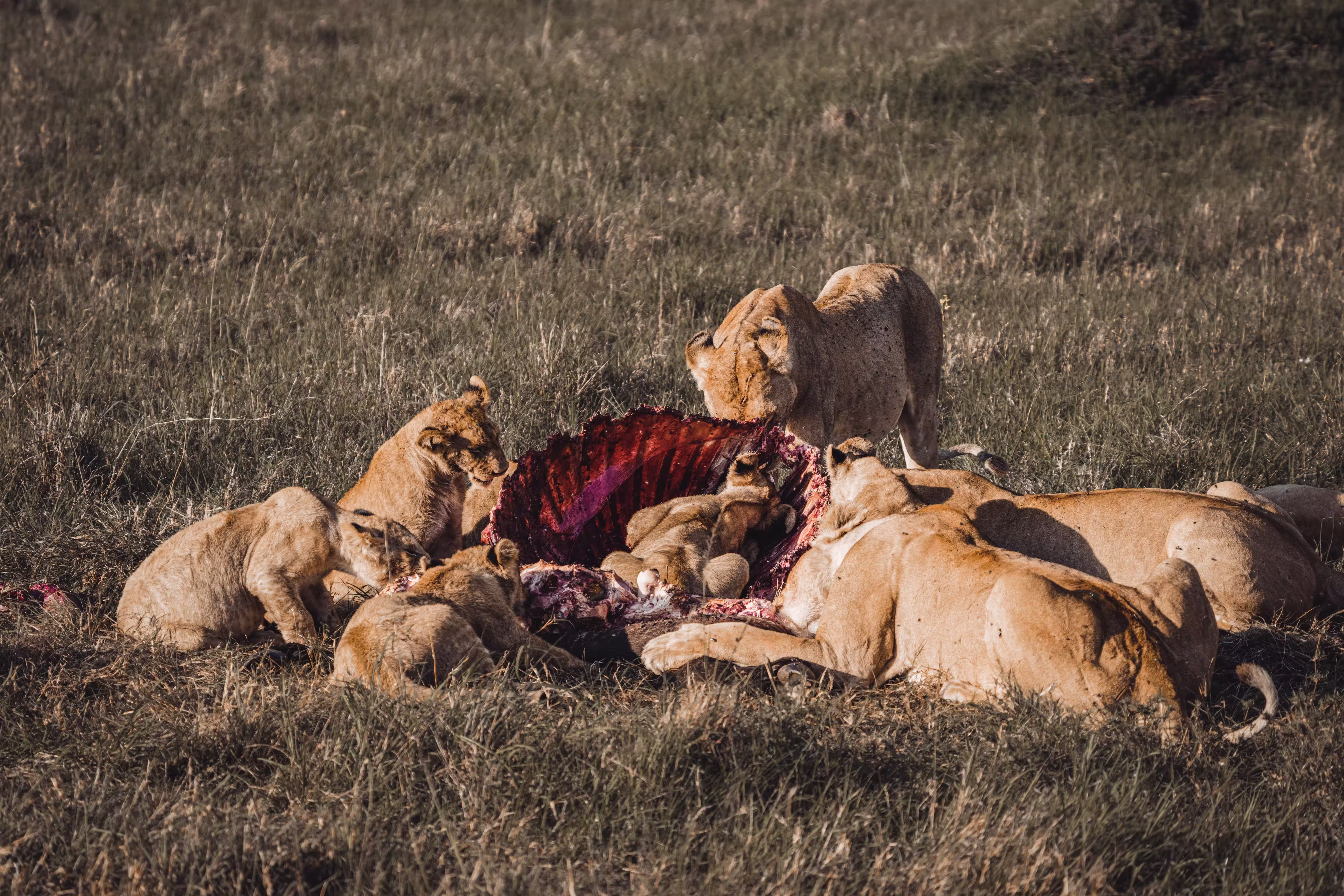 Lion
