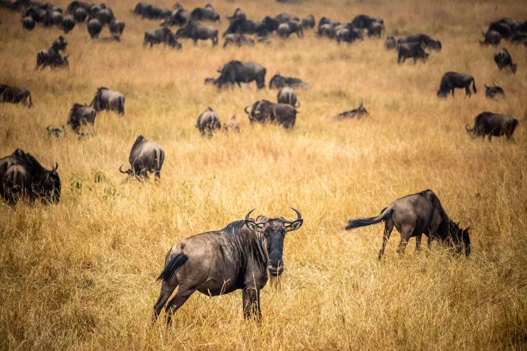Tanzania