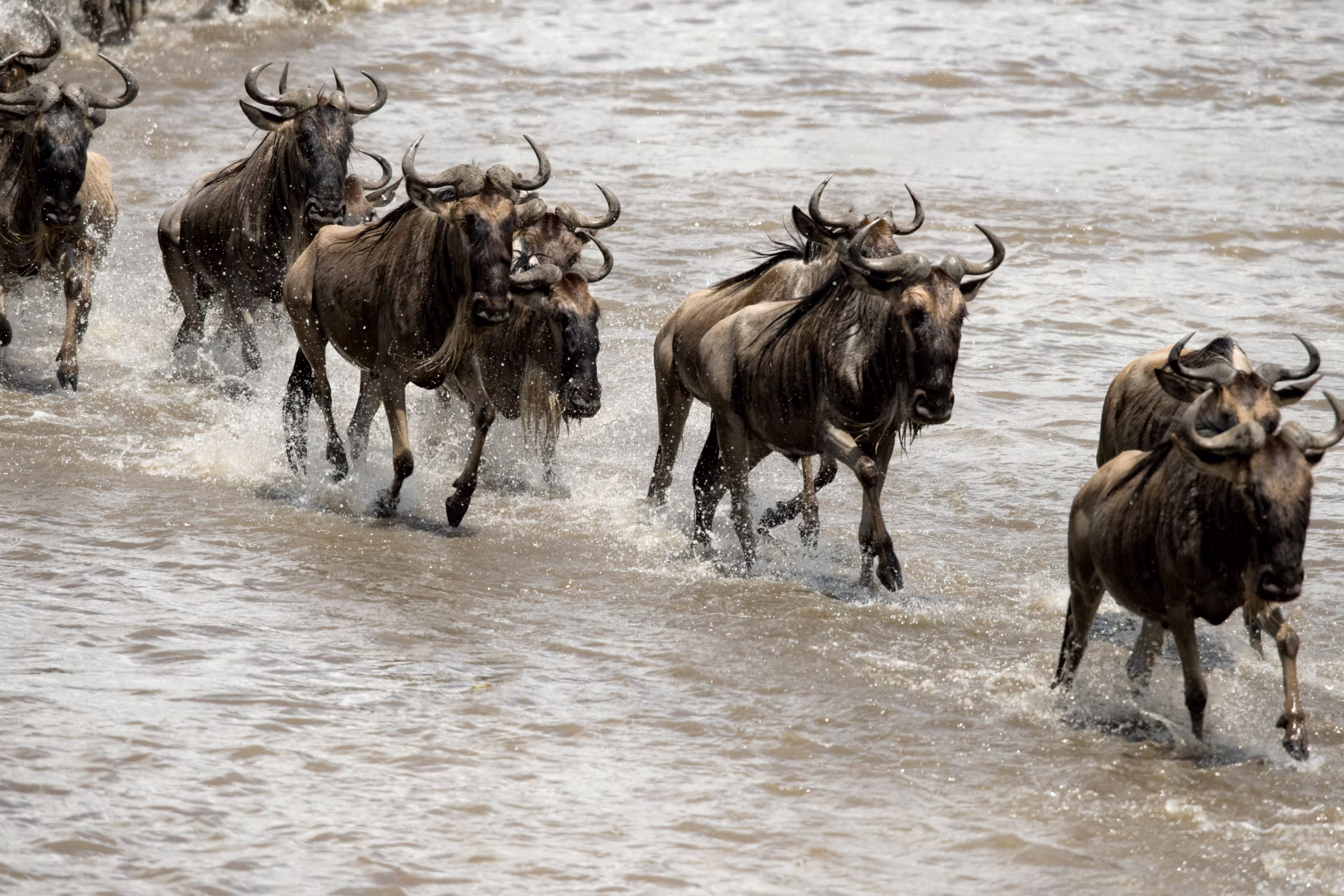 Wildebeest
