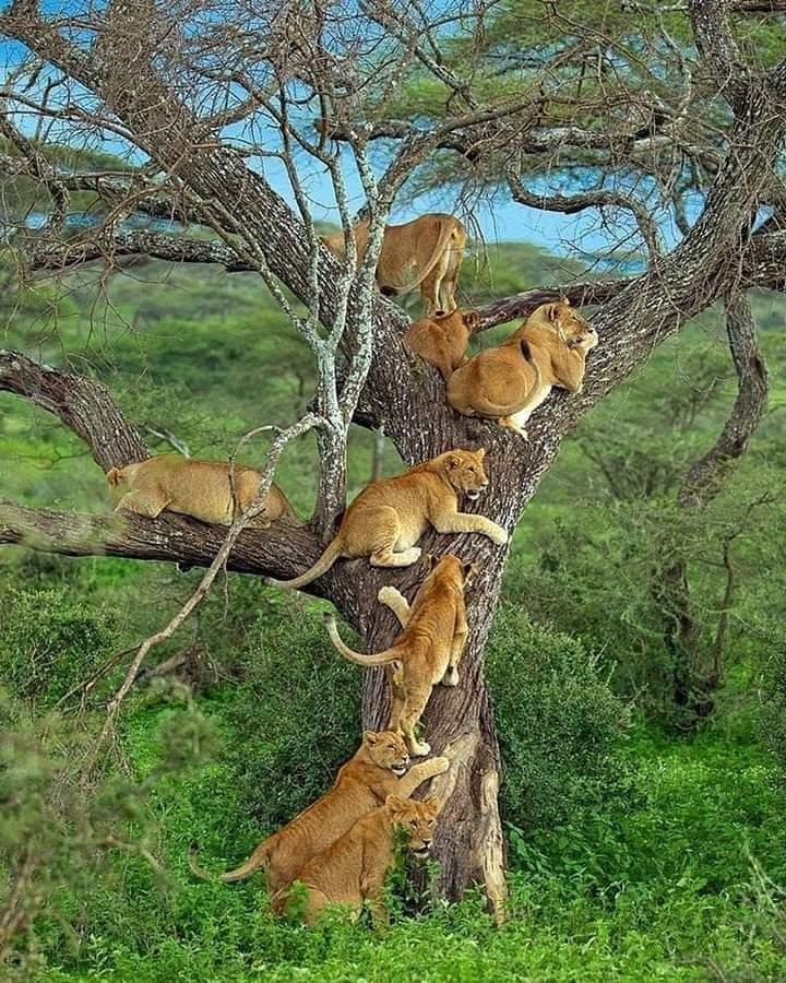 Tree-climbing lions