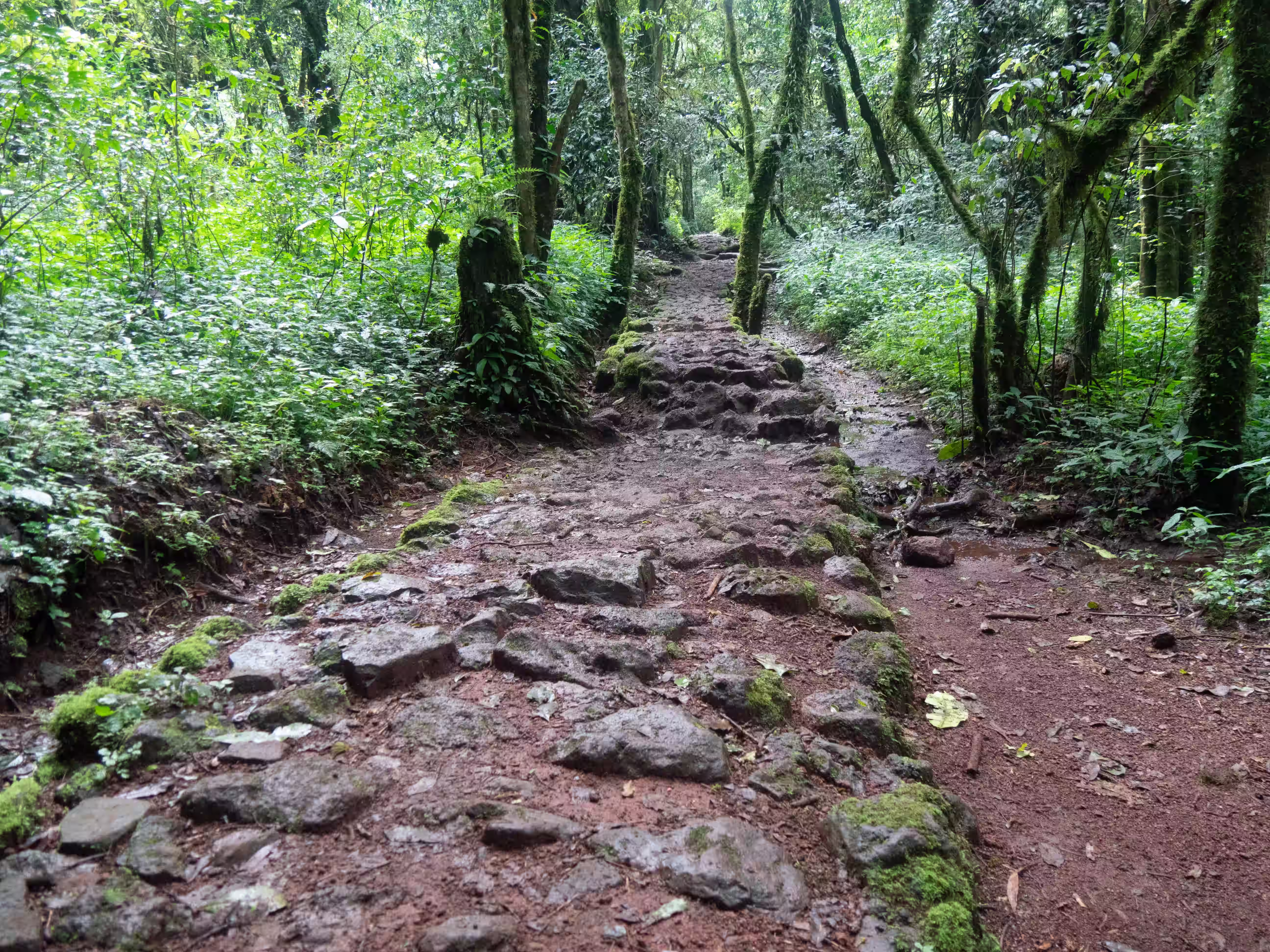 A stone path through green rainforest
