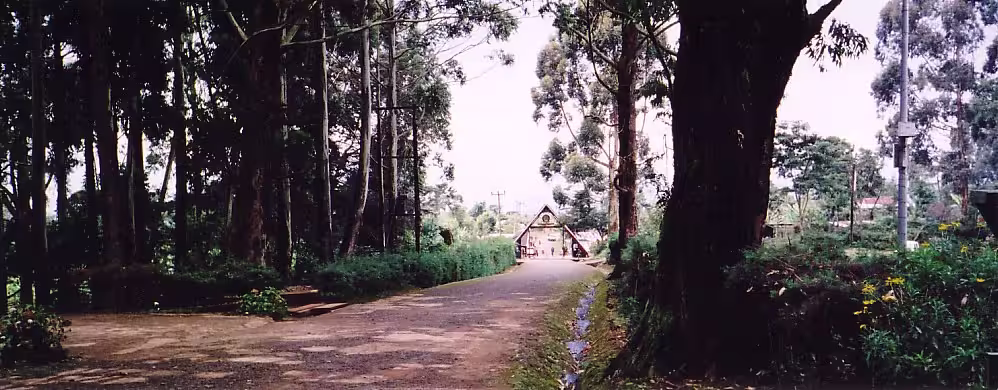 The tree-lined road leading to the Marangu Gate buildings