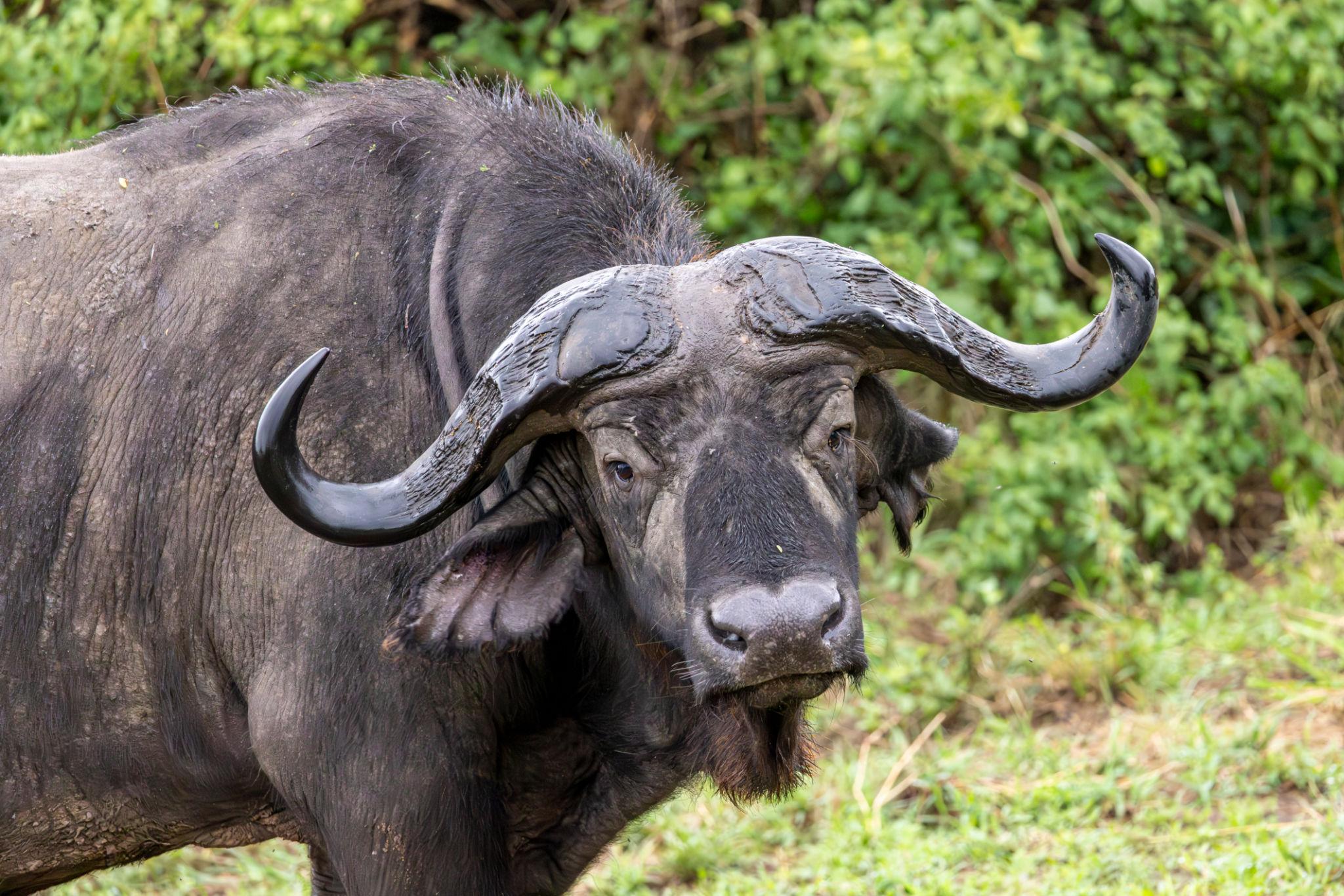 Buffalo