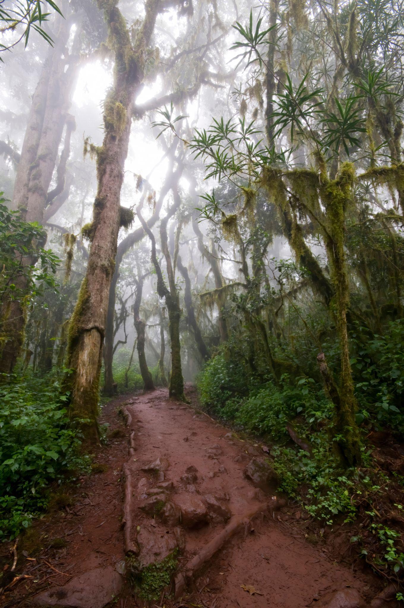 A muddy trail running through misty rainforest hung with moss