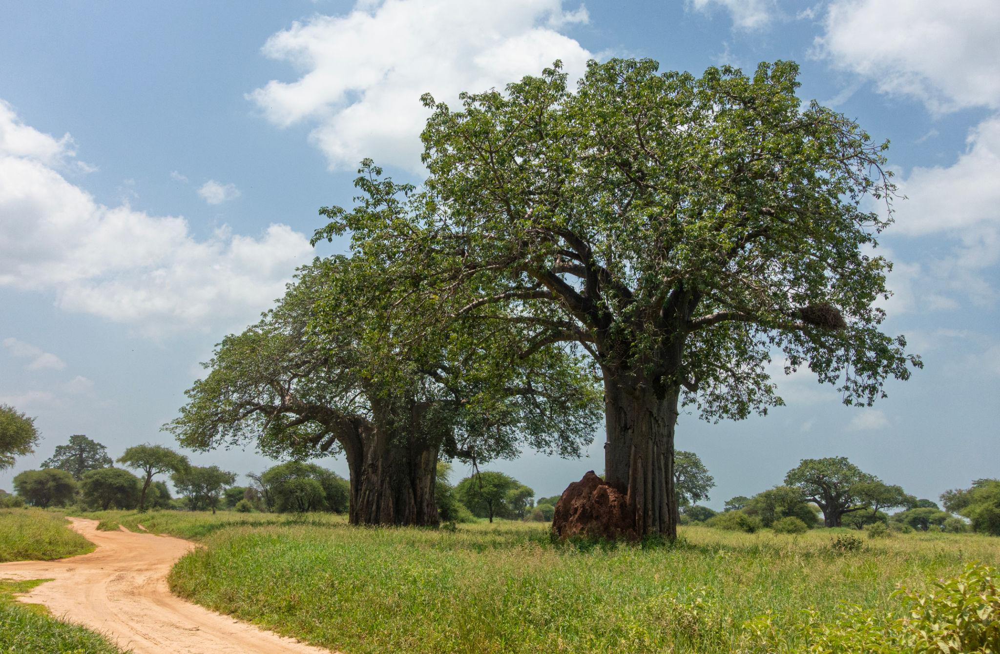 Baobab silhouettes