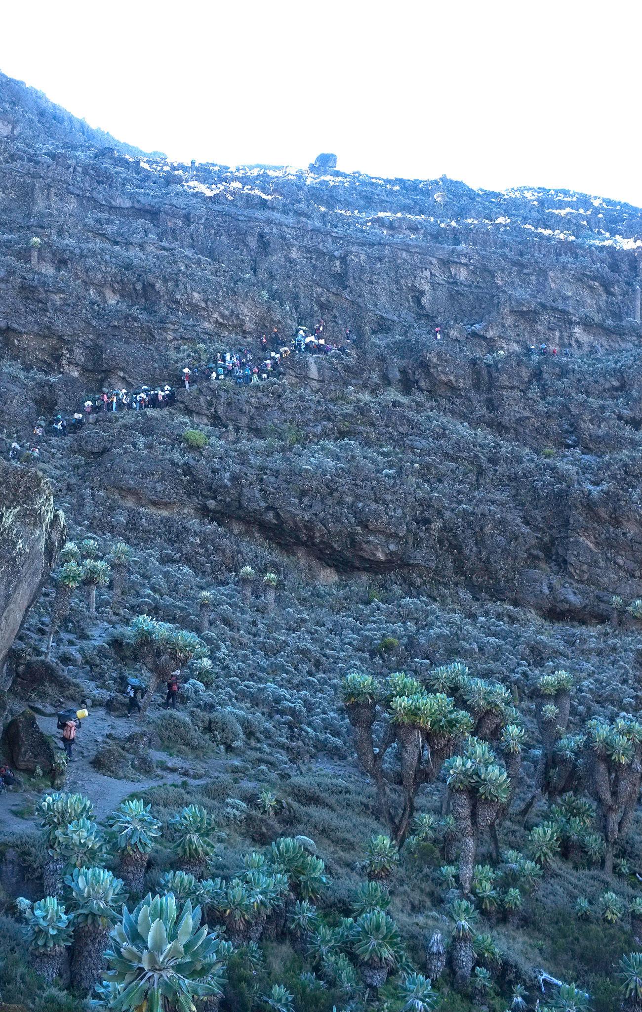 A steep rock face with a line of climbers, above a slope of giant groundsels