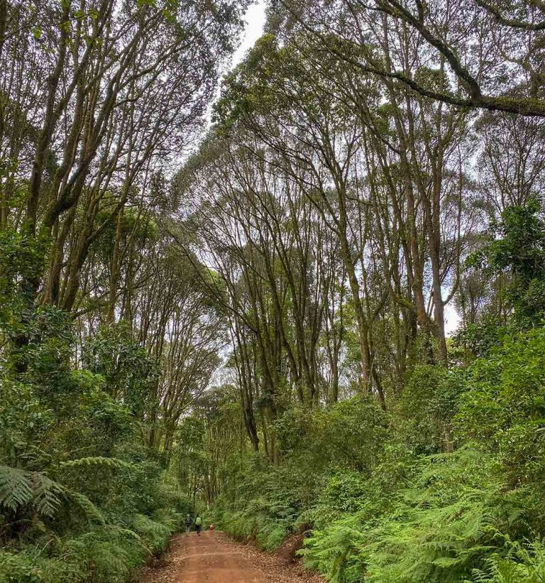 Conquer Kilimanjaro: Your Essential Packing Guide for the Ultimate Adventure