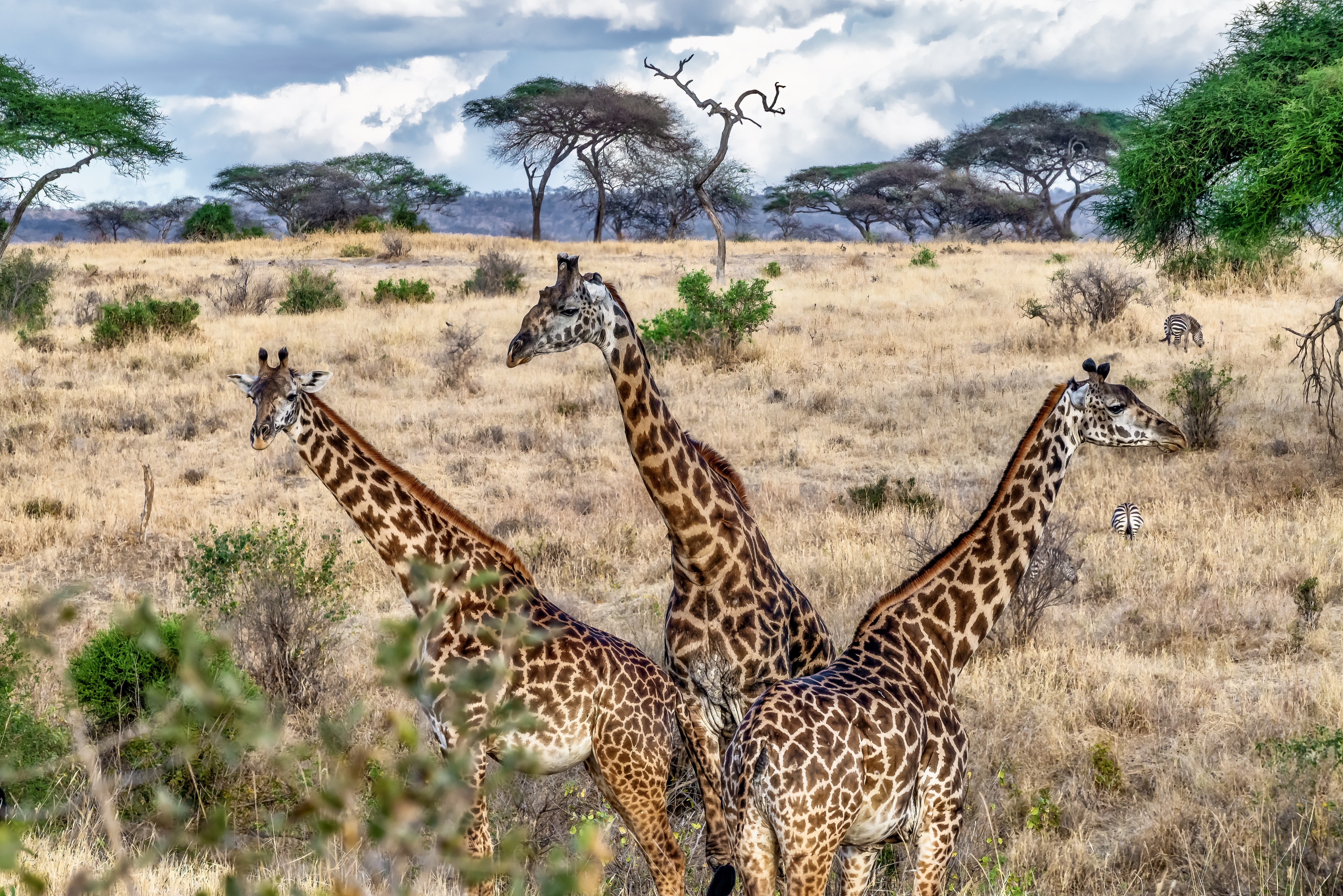 Masai Giraffe