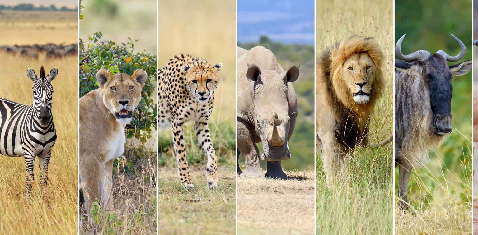 The Big Five