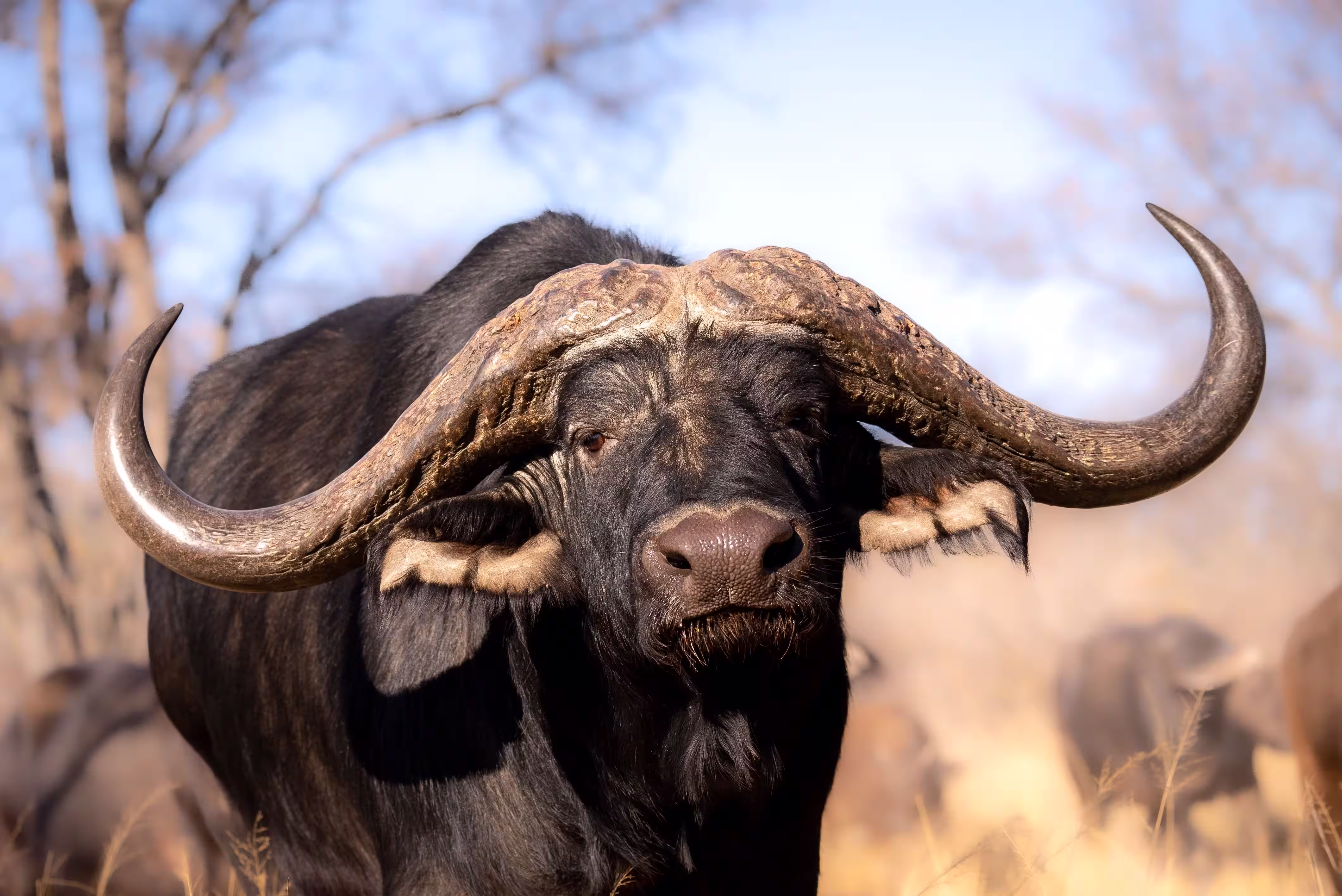 Buffalo