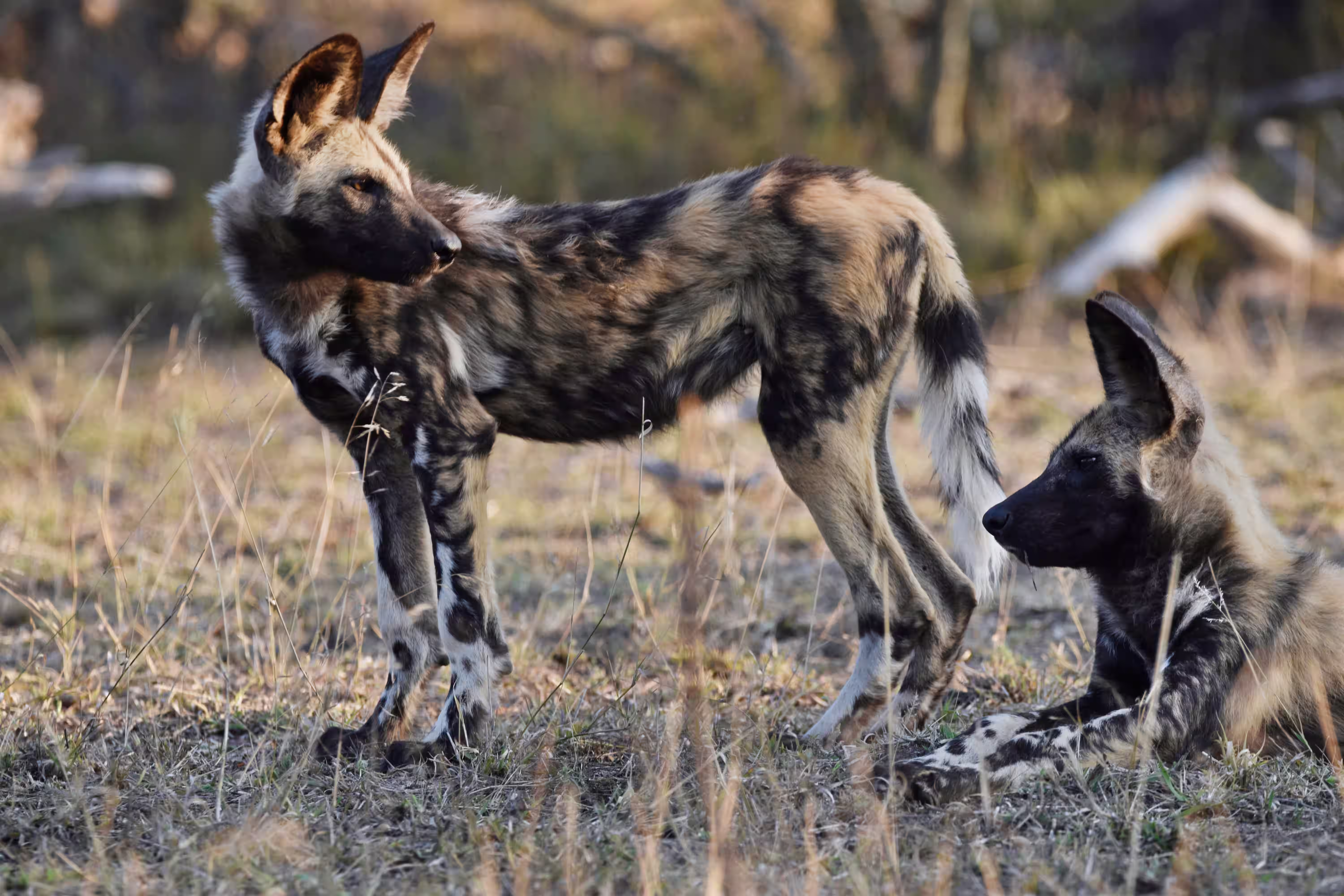Wild dog tracking