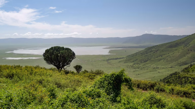 Lion's Paw Ngorongoro