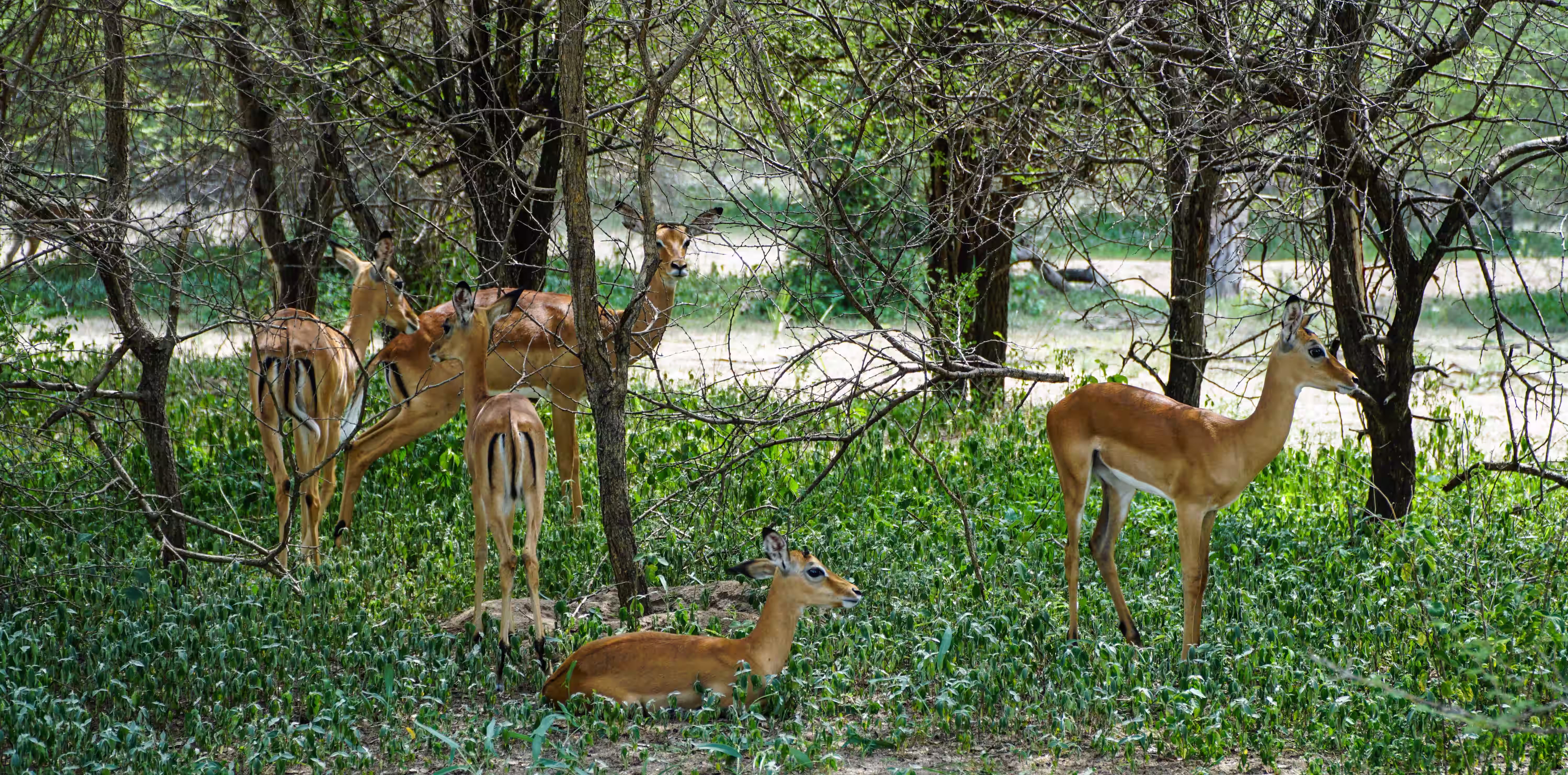 Botswana Luxury Safari