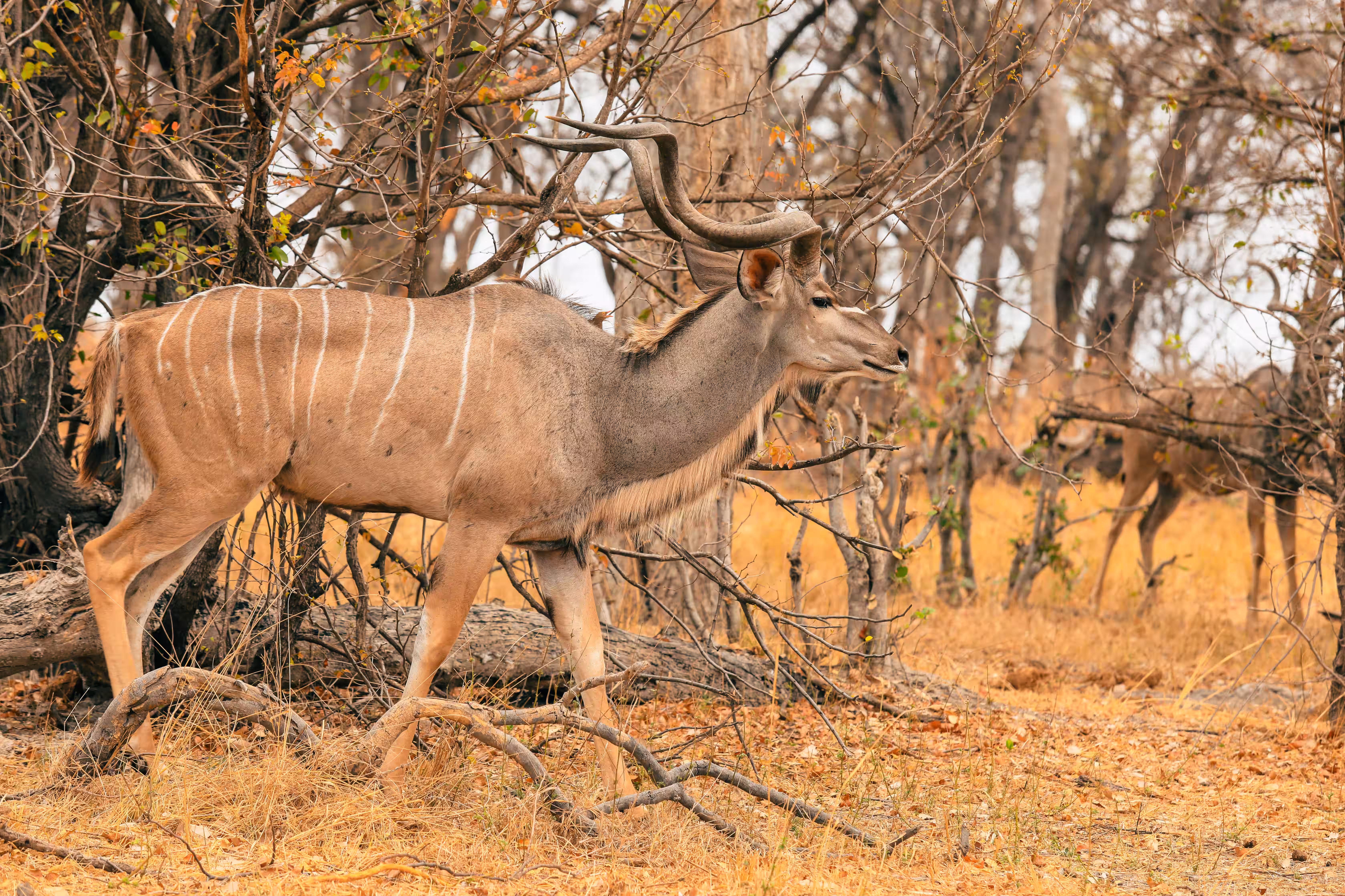 Greater Kudu