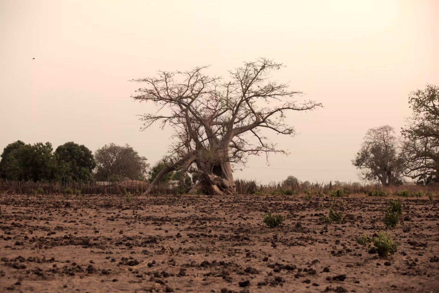 Bush walk among the baobabs