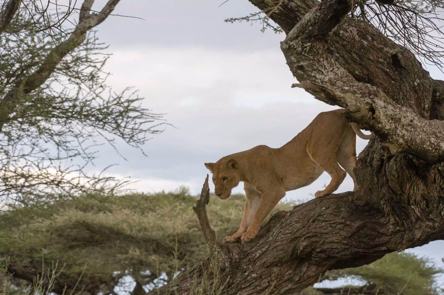 Ndutu in the calving season