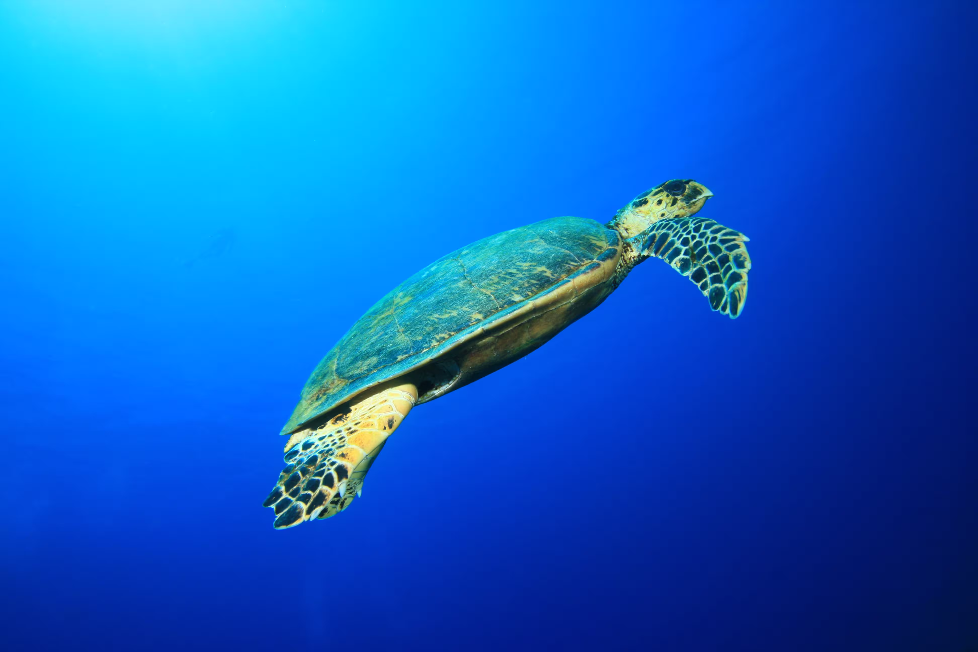 Green Sea Turtle
