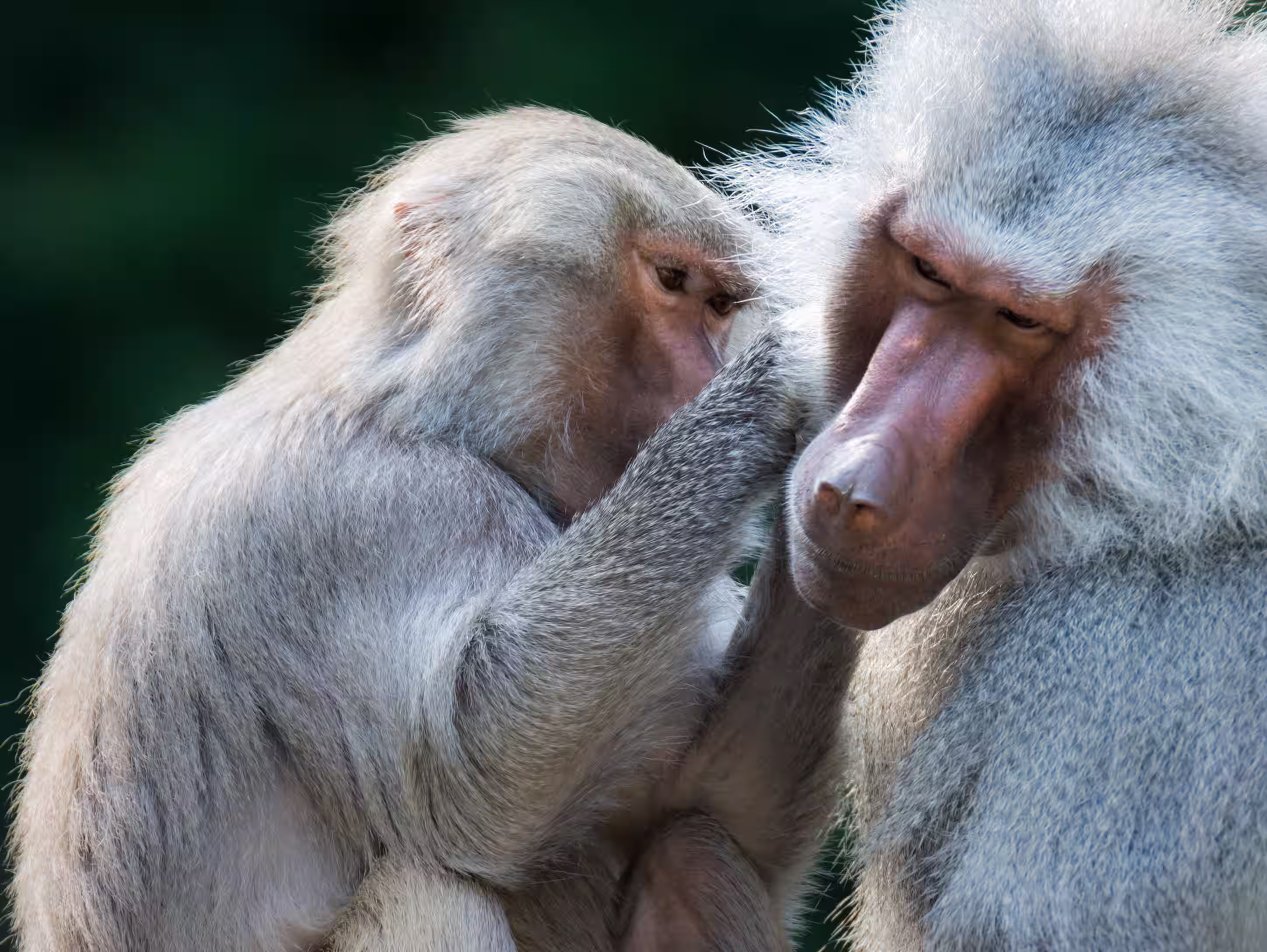 Baboon Troops