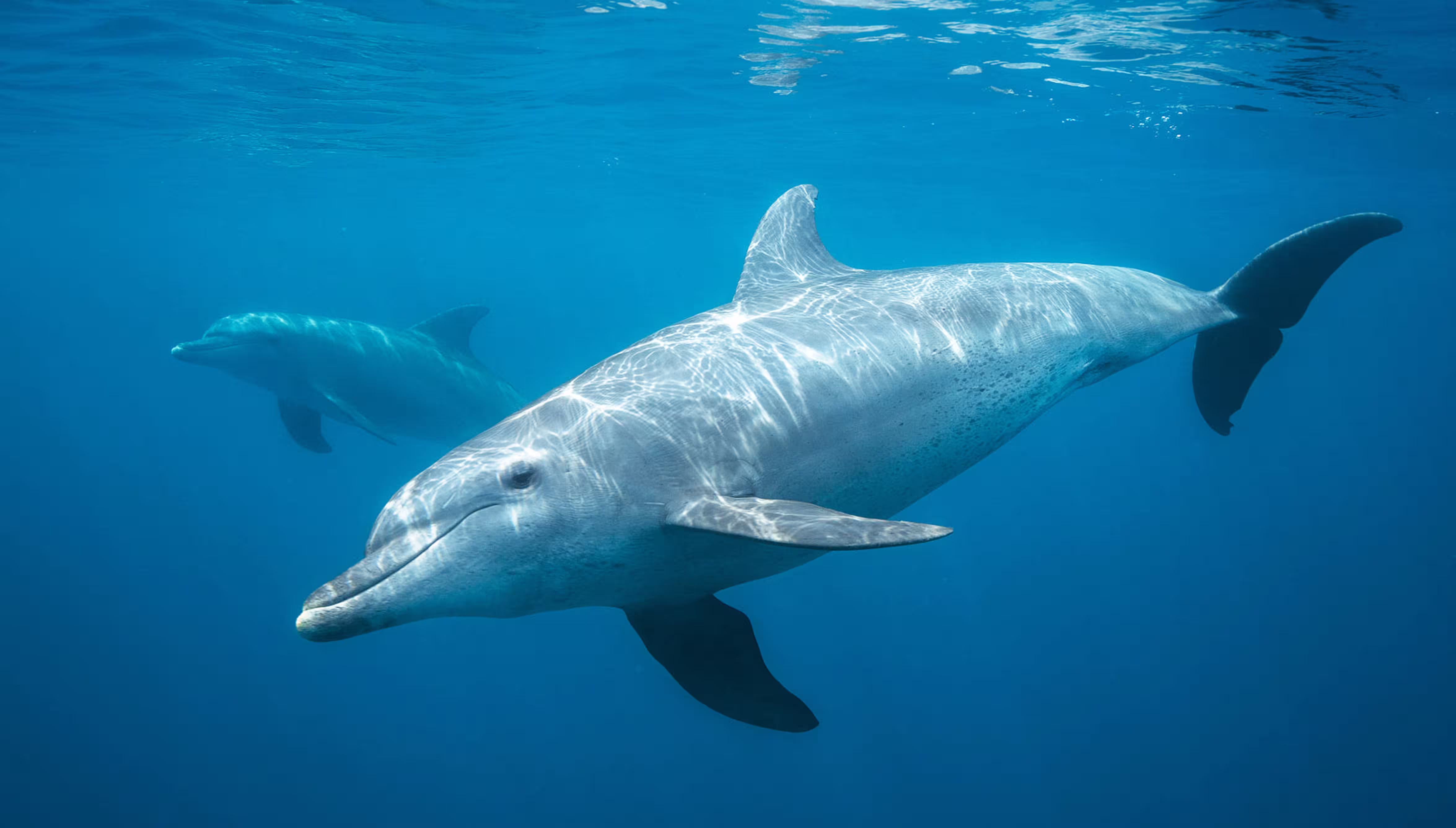 Indo-Pacific Dolphin