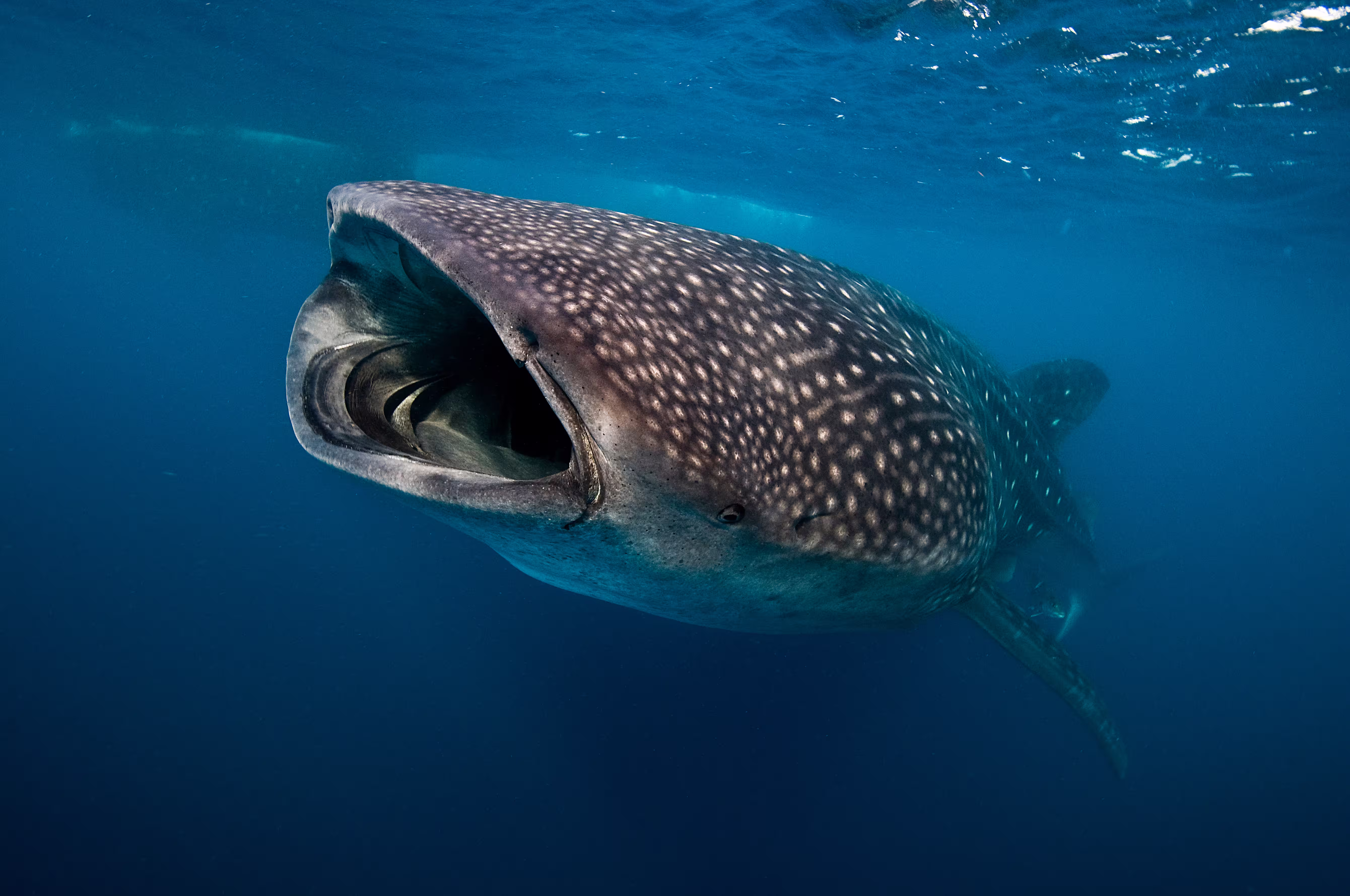 Whale Shark
