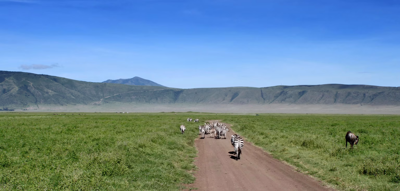 Zebras on the floor of the Ngorongoro Crater