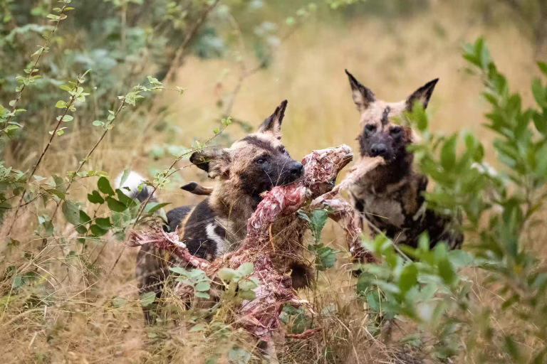 Ruaha or Serengeti: Which Tanzania Safari Park Should You Choose