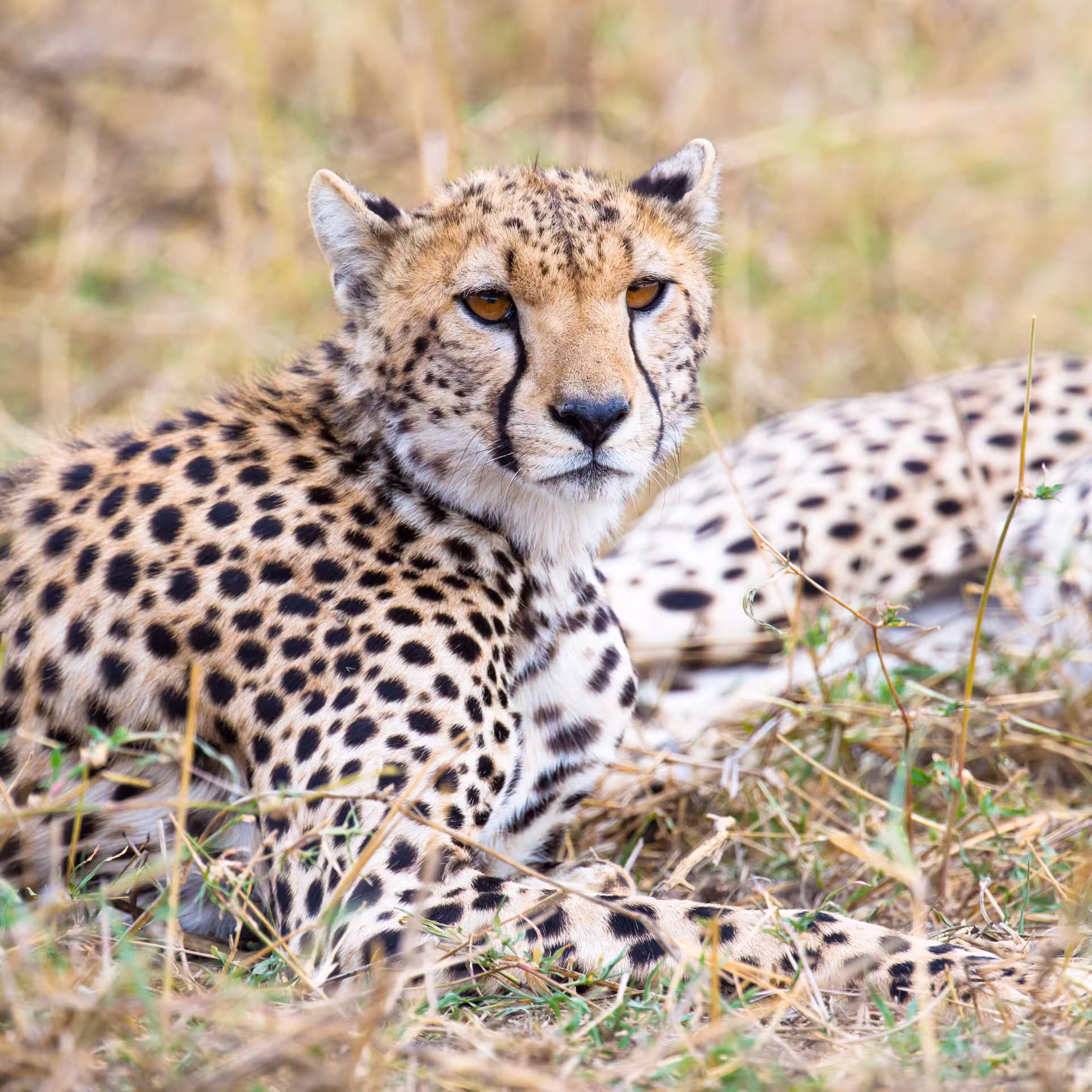 cheetahs scanning the horizon for prey