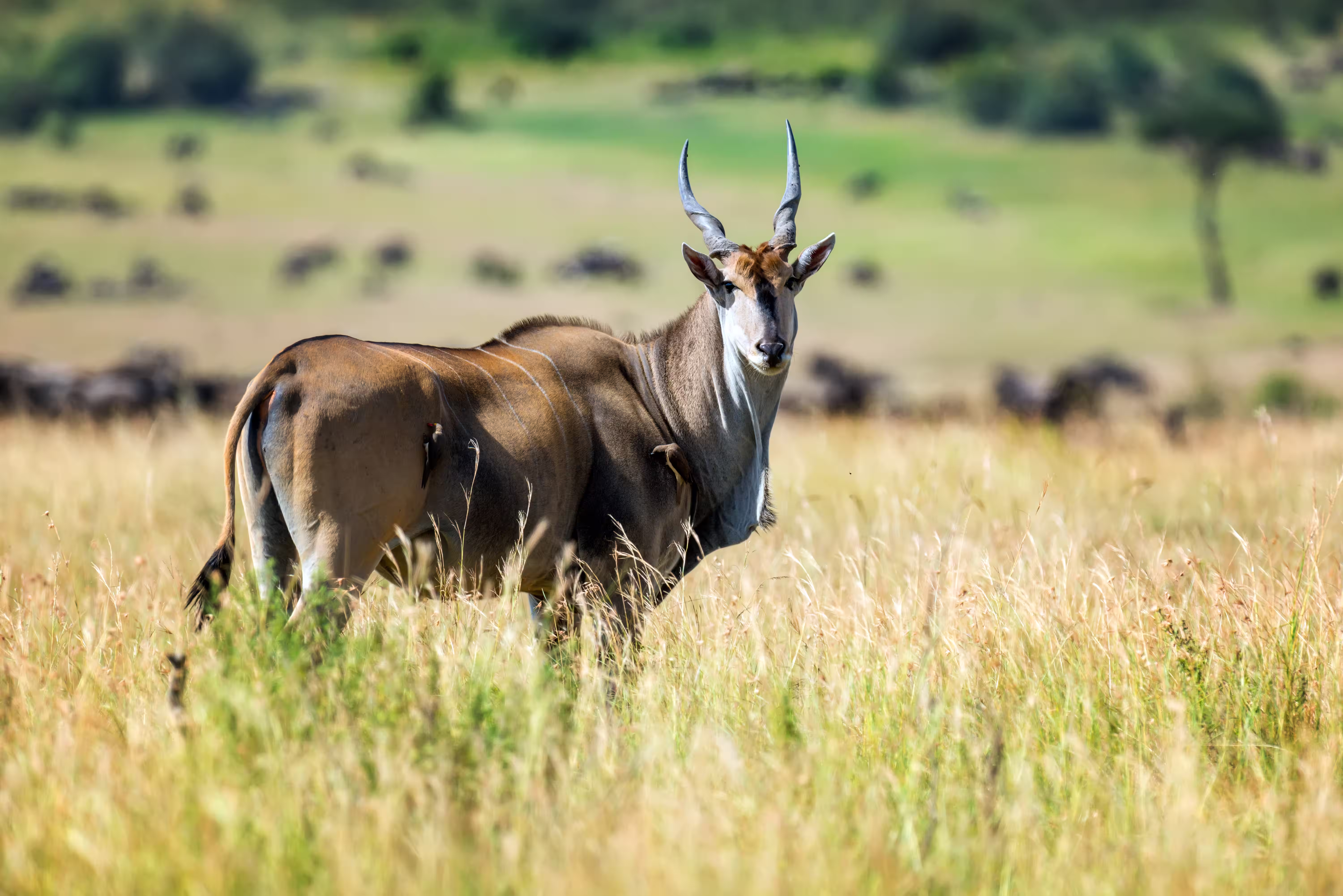 Eland & Duiker