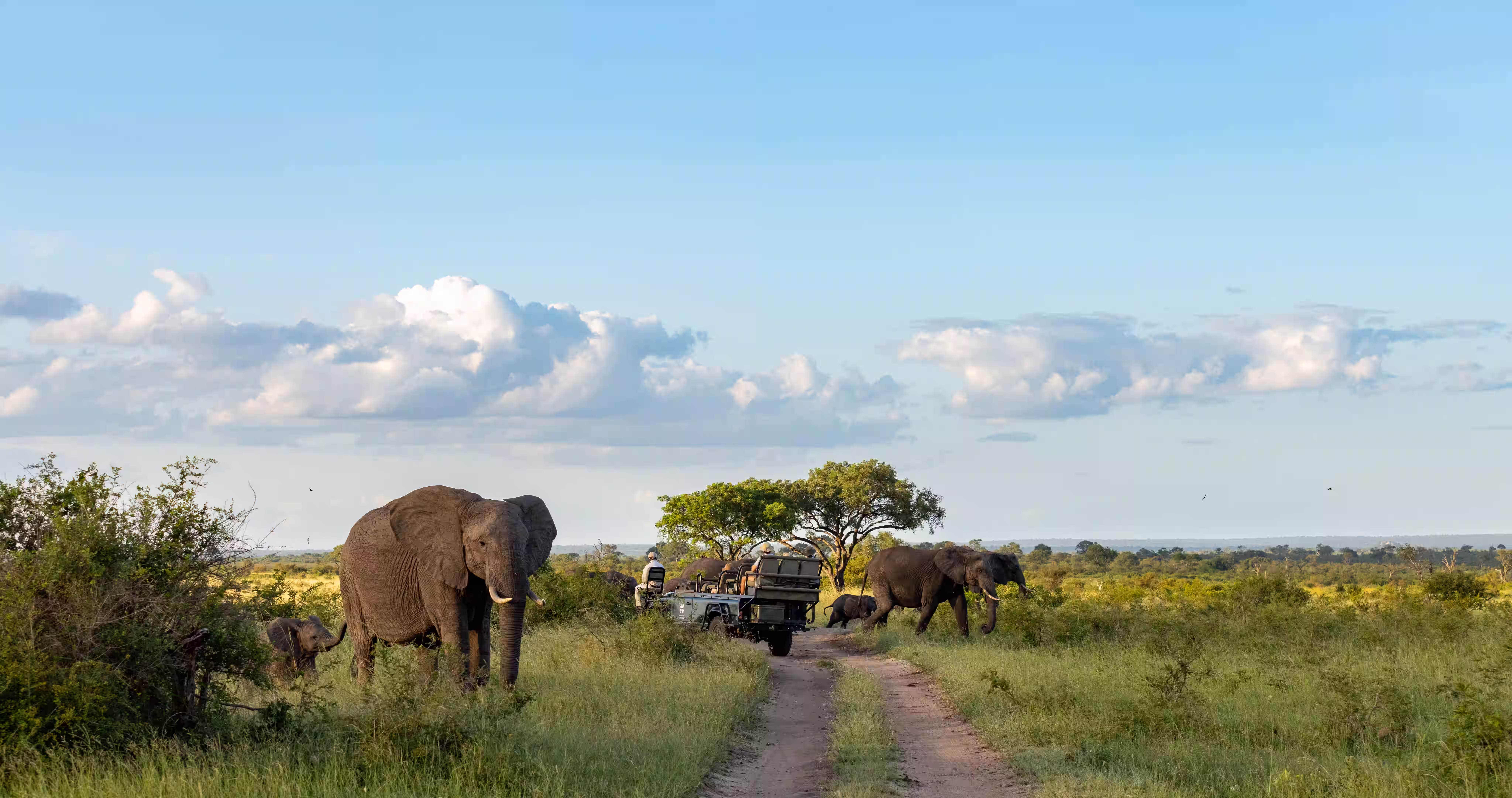 Tarangire baobab trees