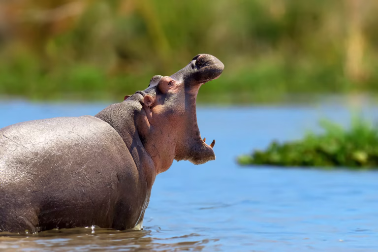Tanzania Africa: Why This Country Is the Continent’s Premier Safari Destination