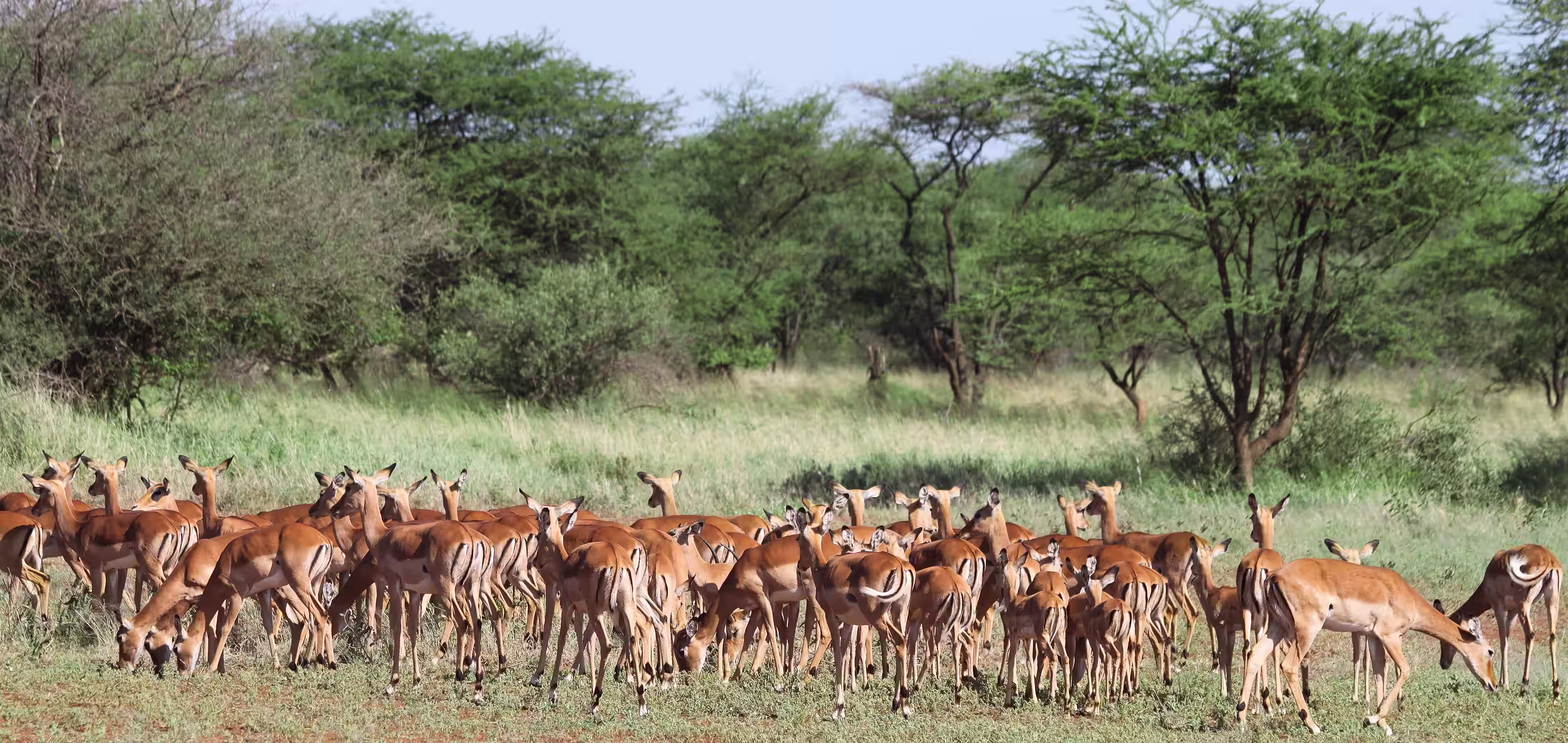 Luxury South African Safaris