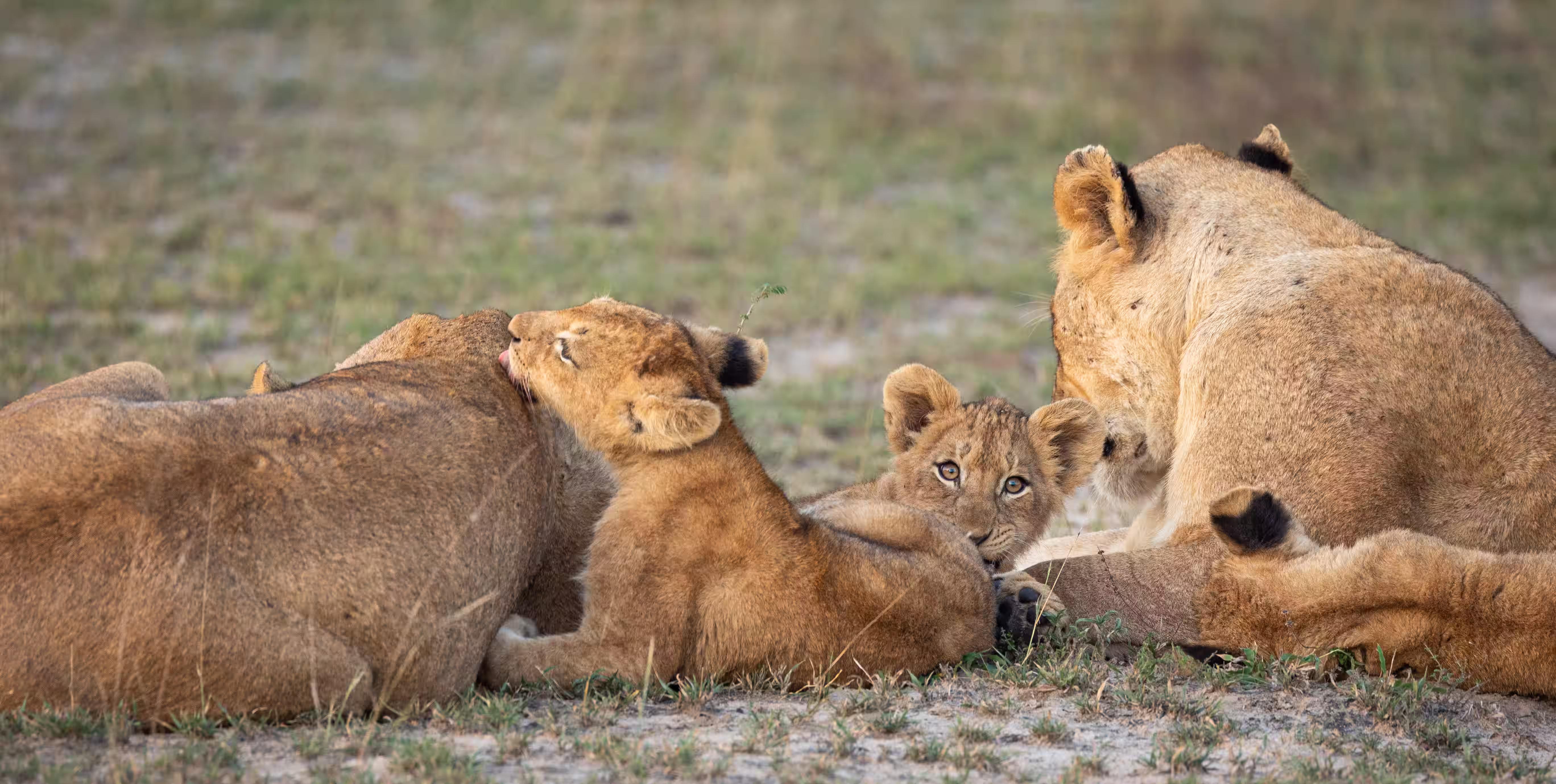 Wildlife roaming the Serengeti ecosystem in Tanzania