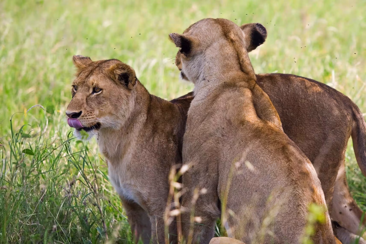Lionesses in Serengeti National Park