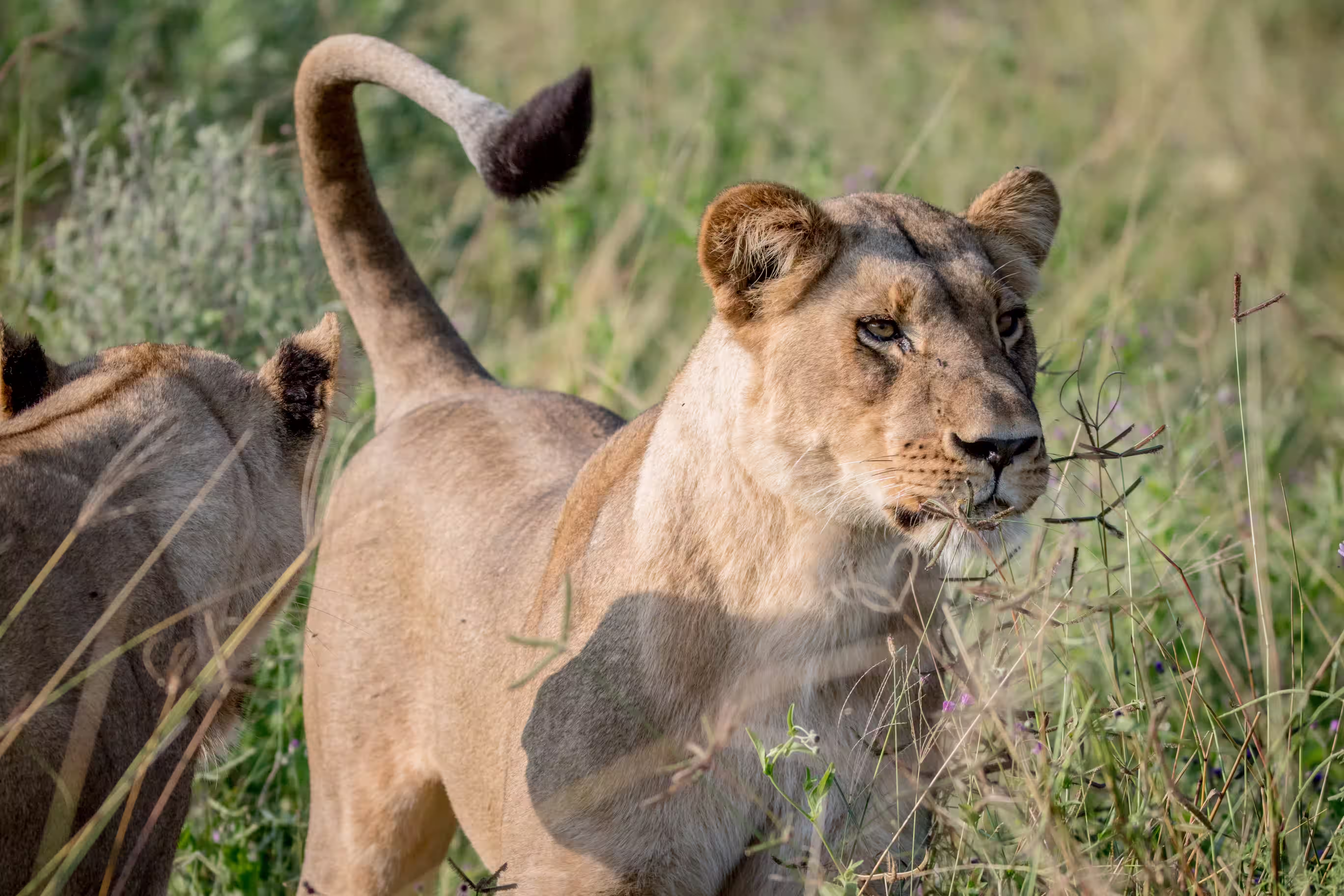 lions hunting Africa
